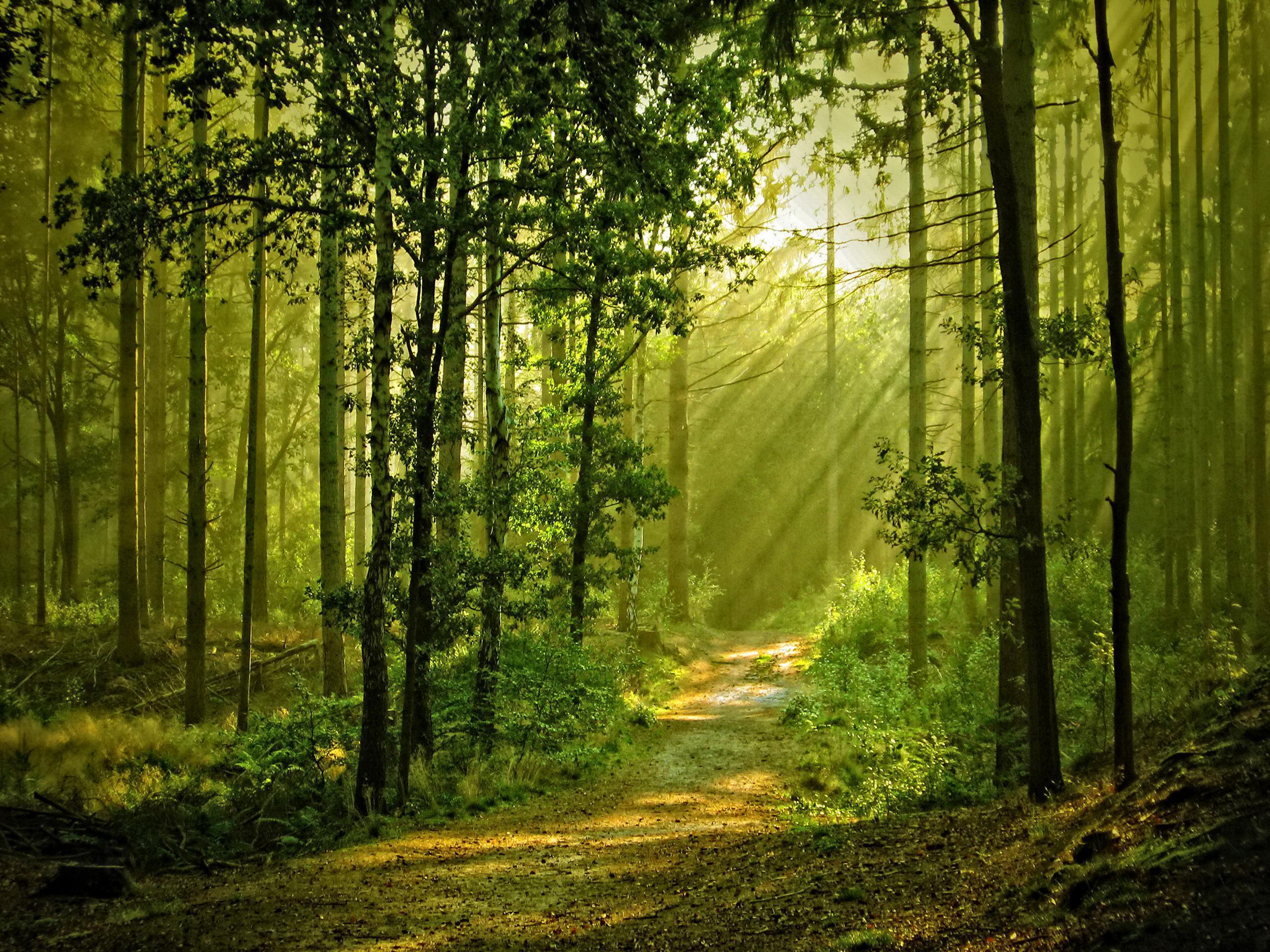 Sunny Forest Wallpapers - Top Free Sunny Forest Backgrounds ...