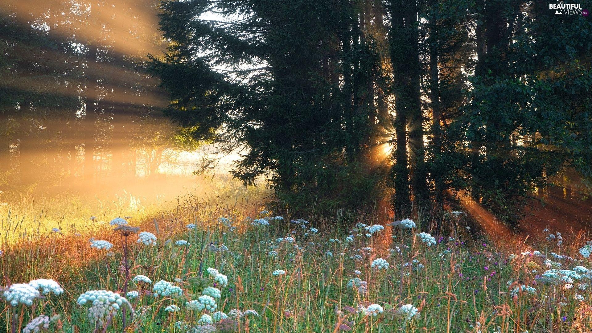 1920x1080 sunny, forest, rays views wallpaper: 1920x1080