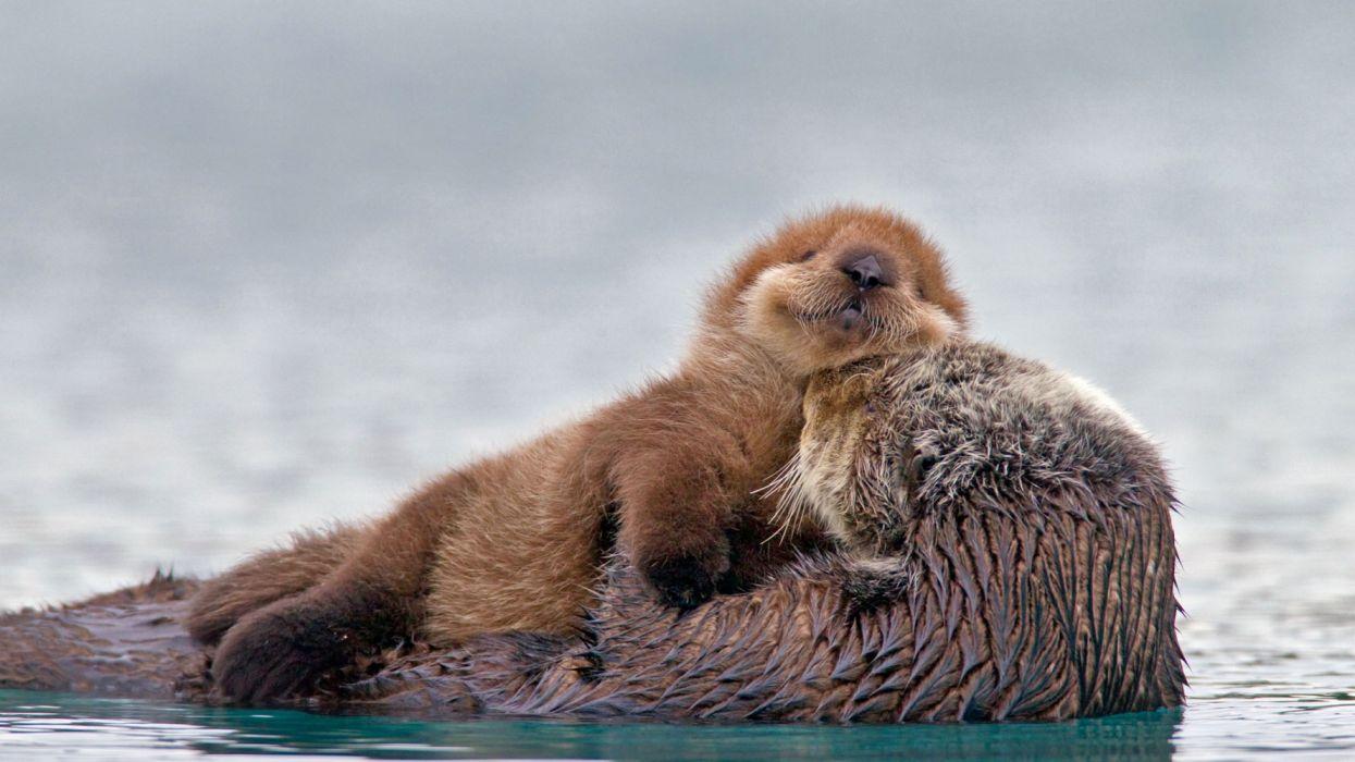 1245x700 Baby Animal Otter Wildlife wallpaperx1080
