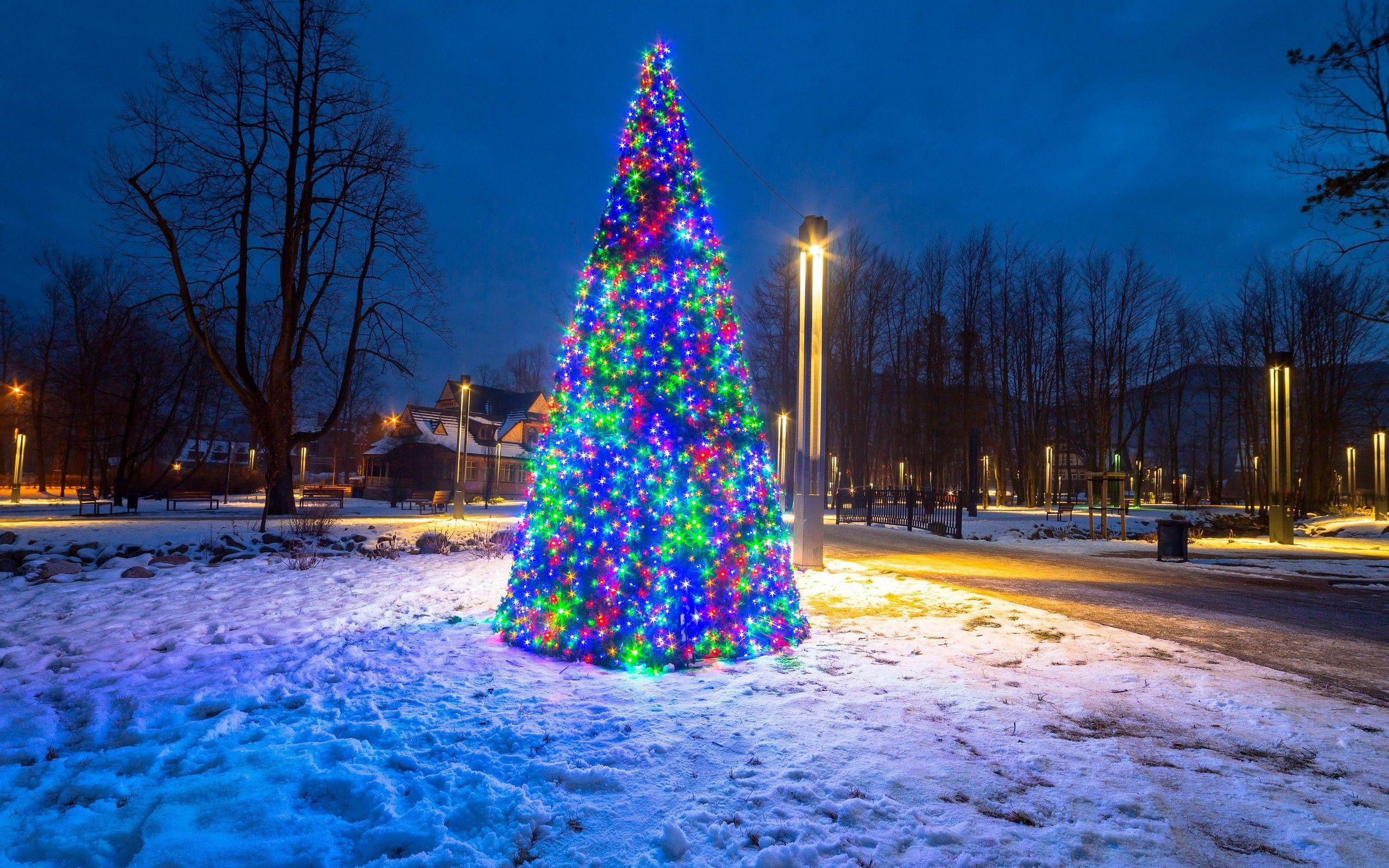 2560x1600 holiday, Fir, Christmas, Christmas Lights, Nature, Snow Wallpaper