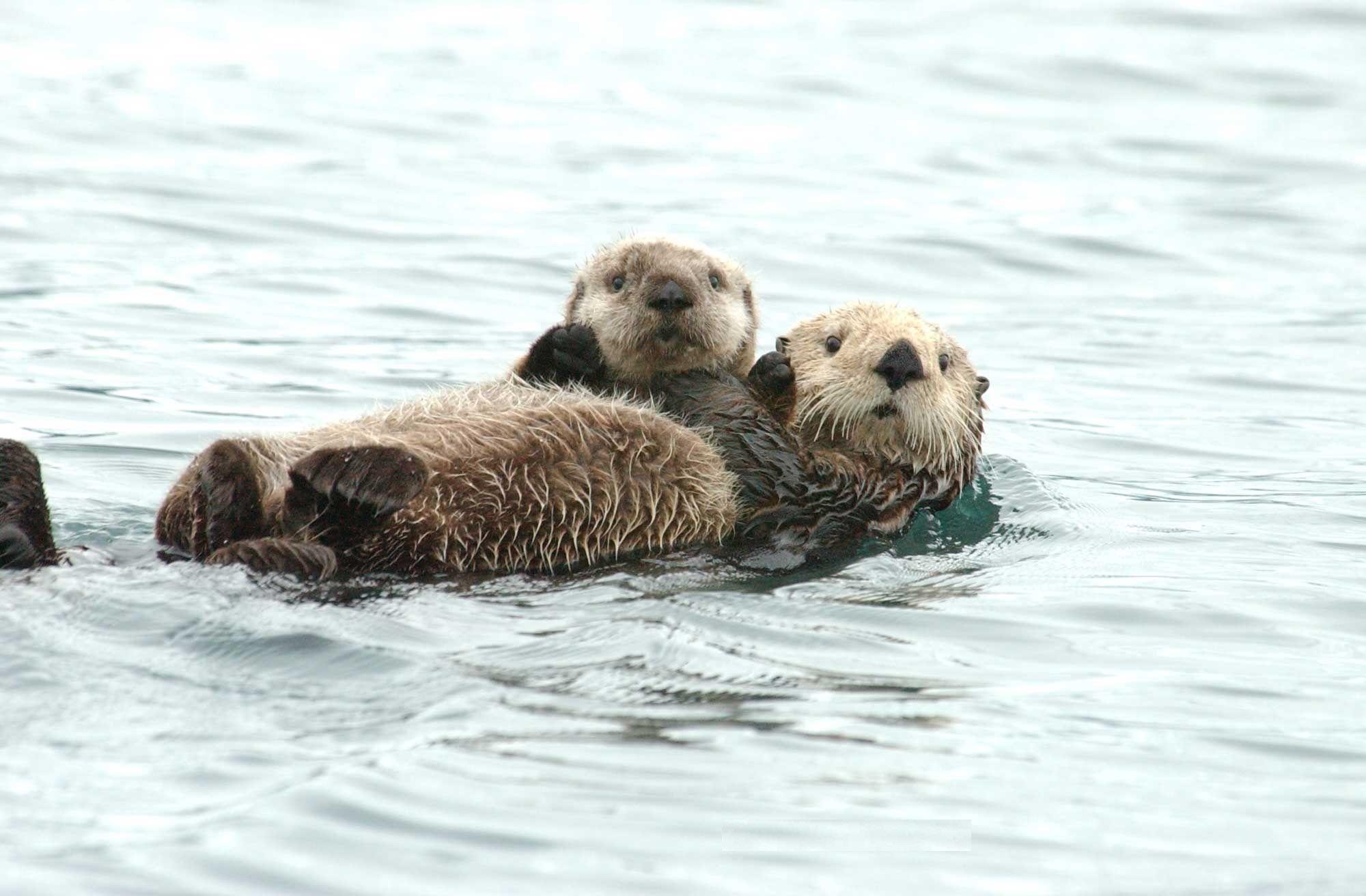 Cute Sea Otter Wallpapers - Top Free Cute Sea Otter Backgrounds ...