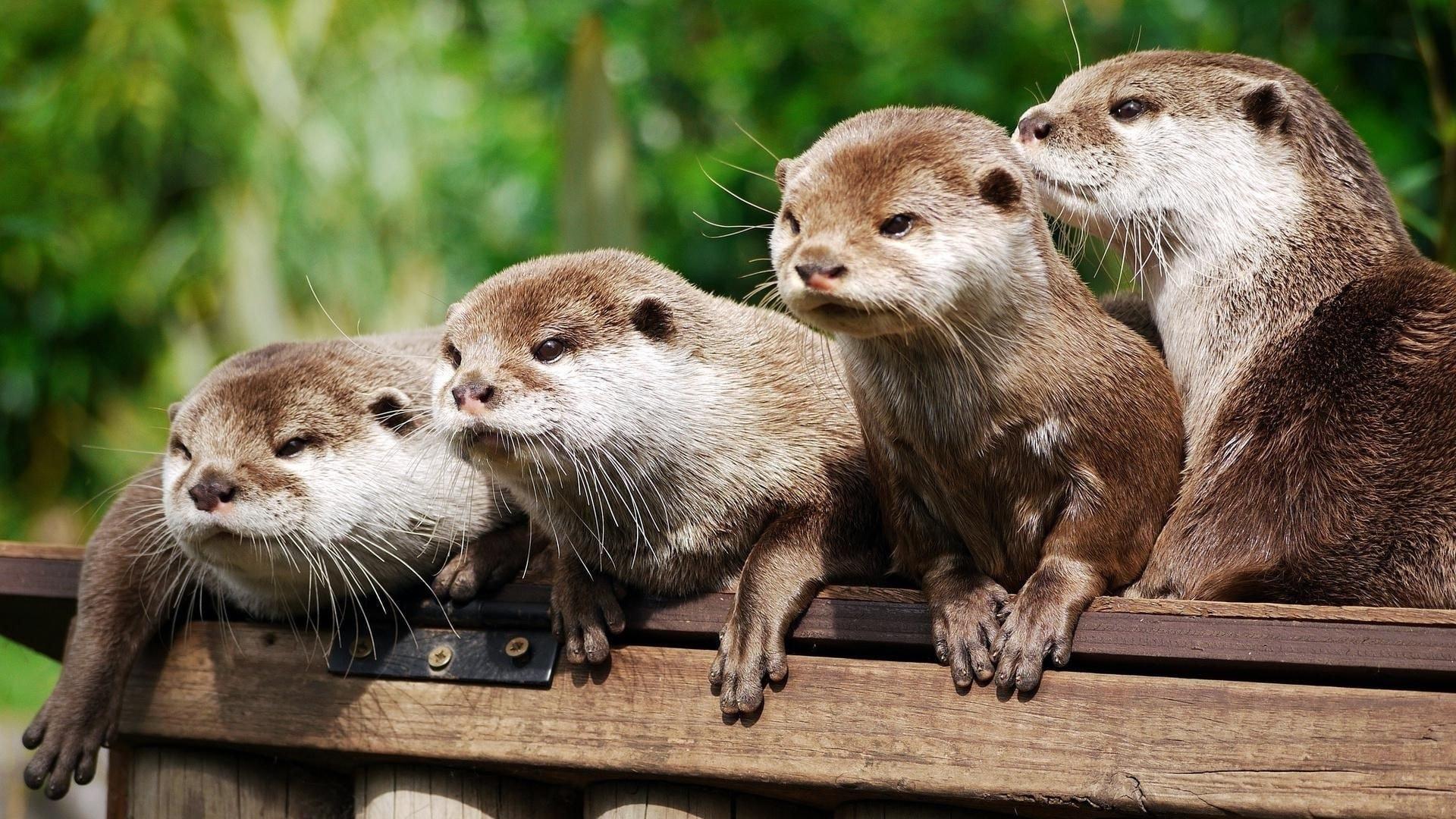 1920x1080 Cute Otter Wallpaper 1920x