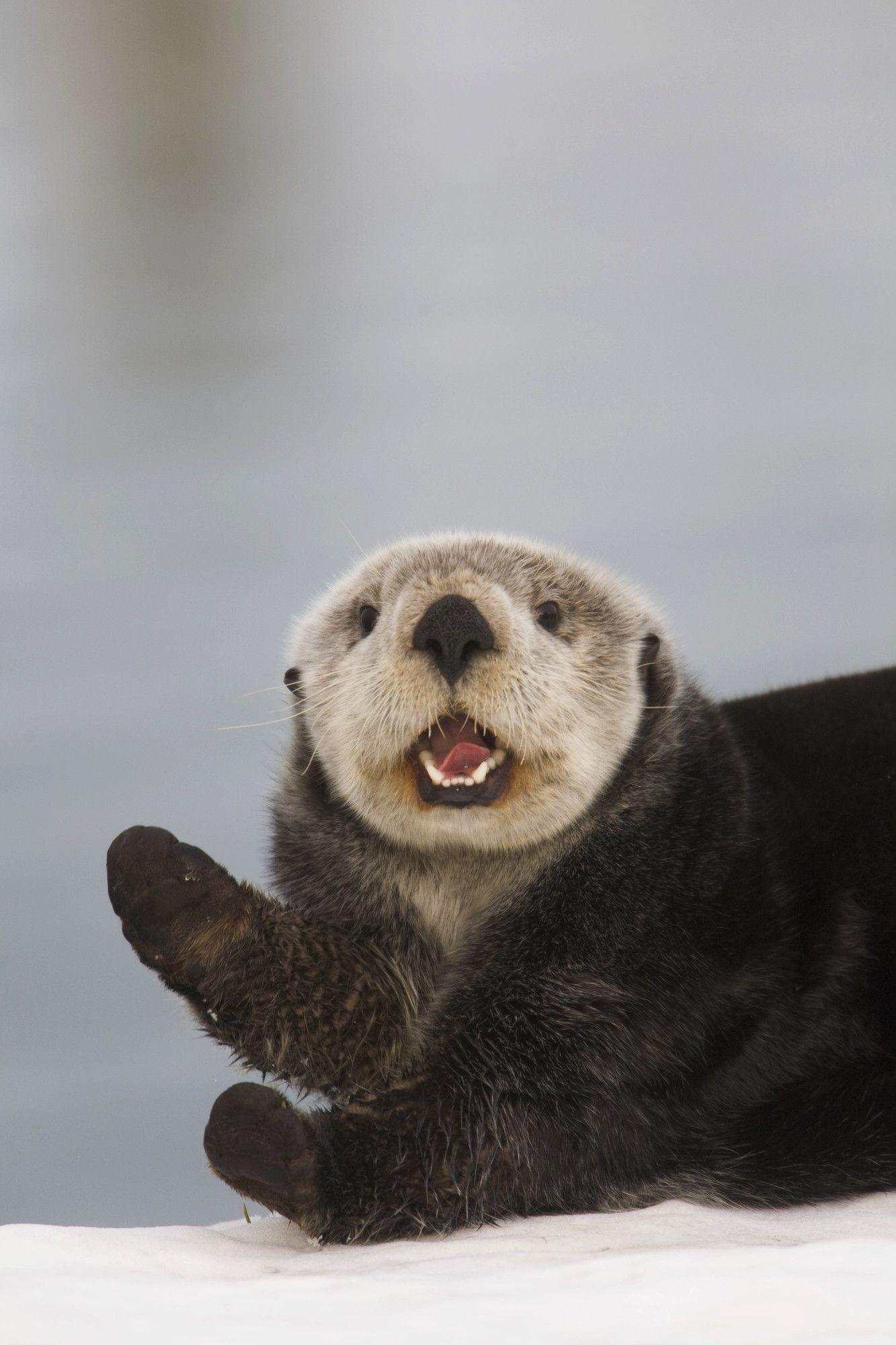 1333x2000 Sea Otter Wallpaper