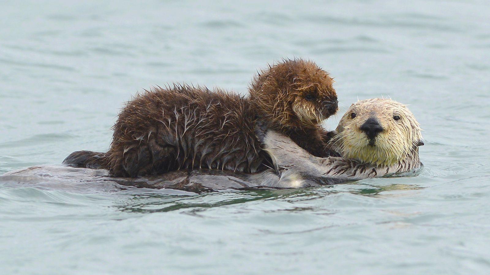 1600x900 Otter wallpaper, Animal, HQ Otter pictureK Wallpaper 2019