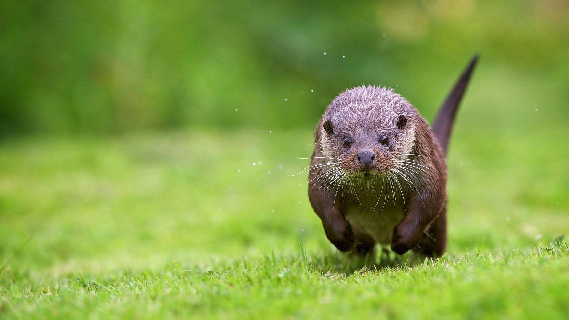 river otter wallpaper