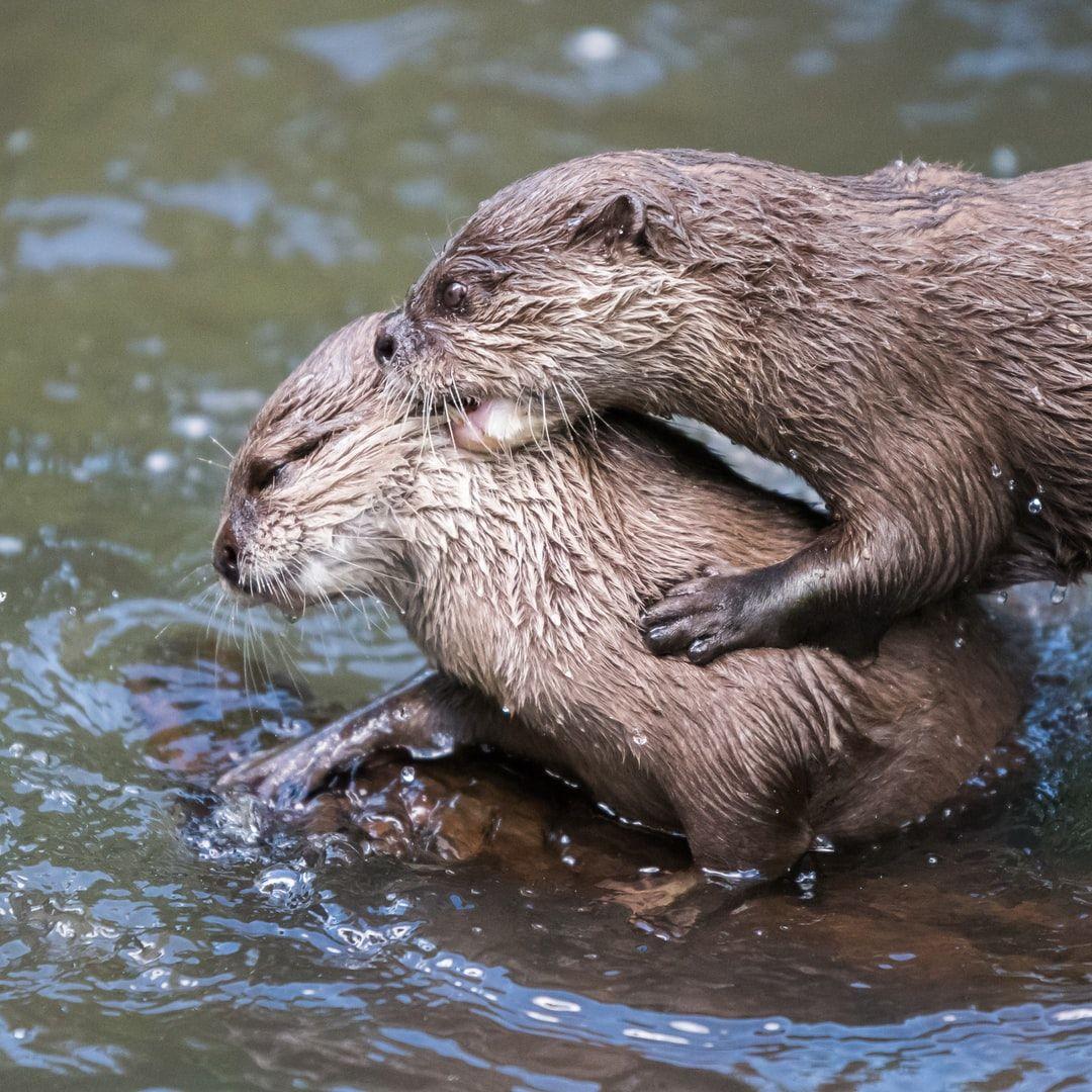 1080x1080 Otter Picture [HD]. Download Free Image
