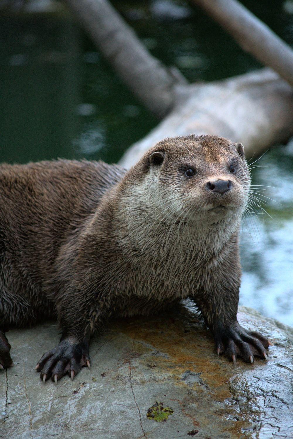 1000x1498 Otter Picture [HD]. Download Free Image