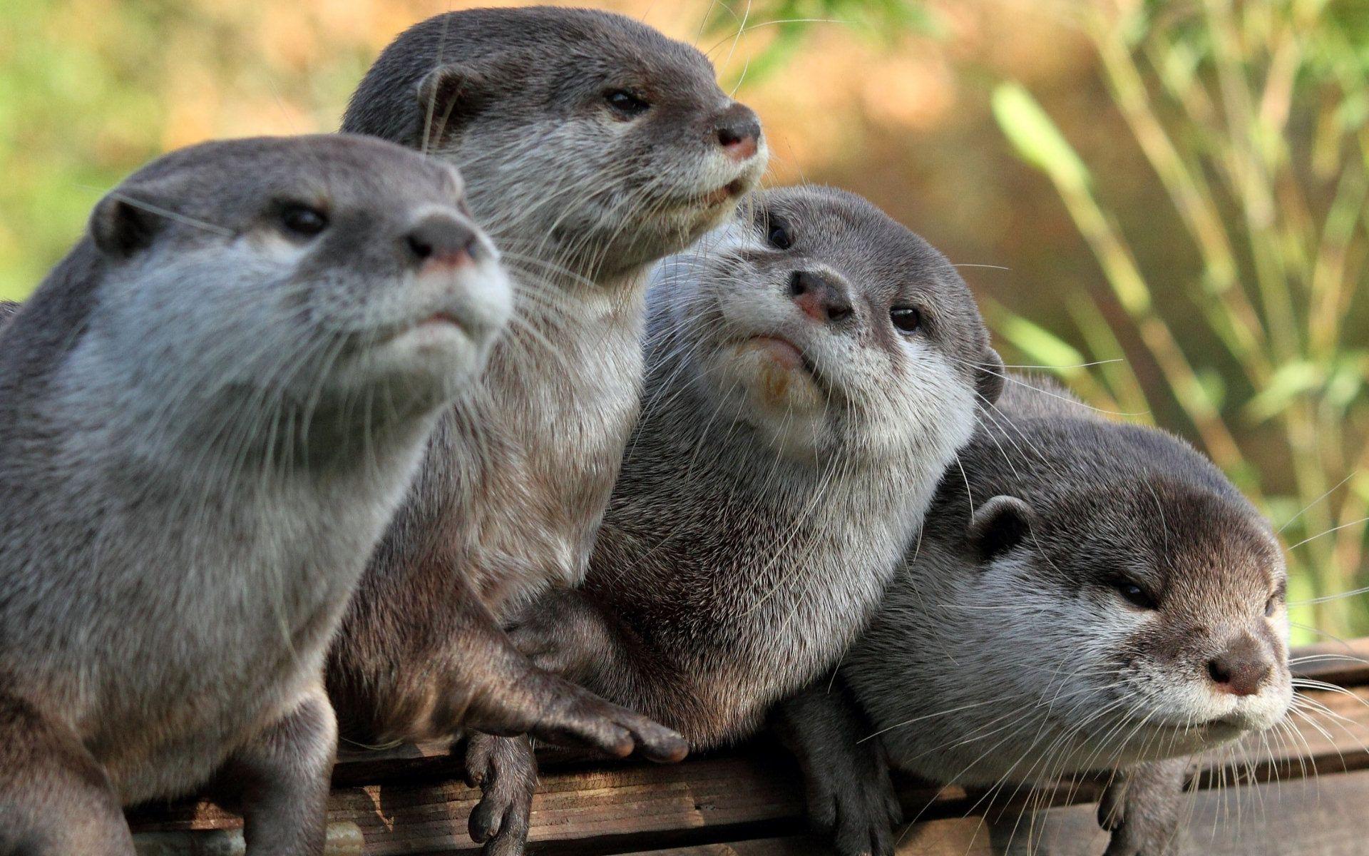1920x1200 Otter wallpaperx1200