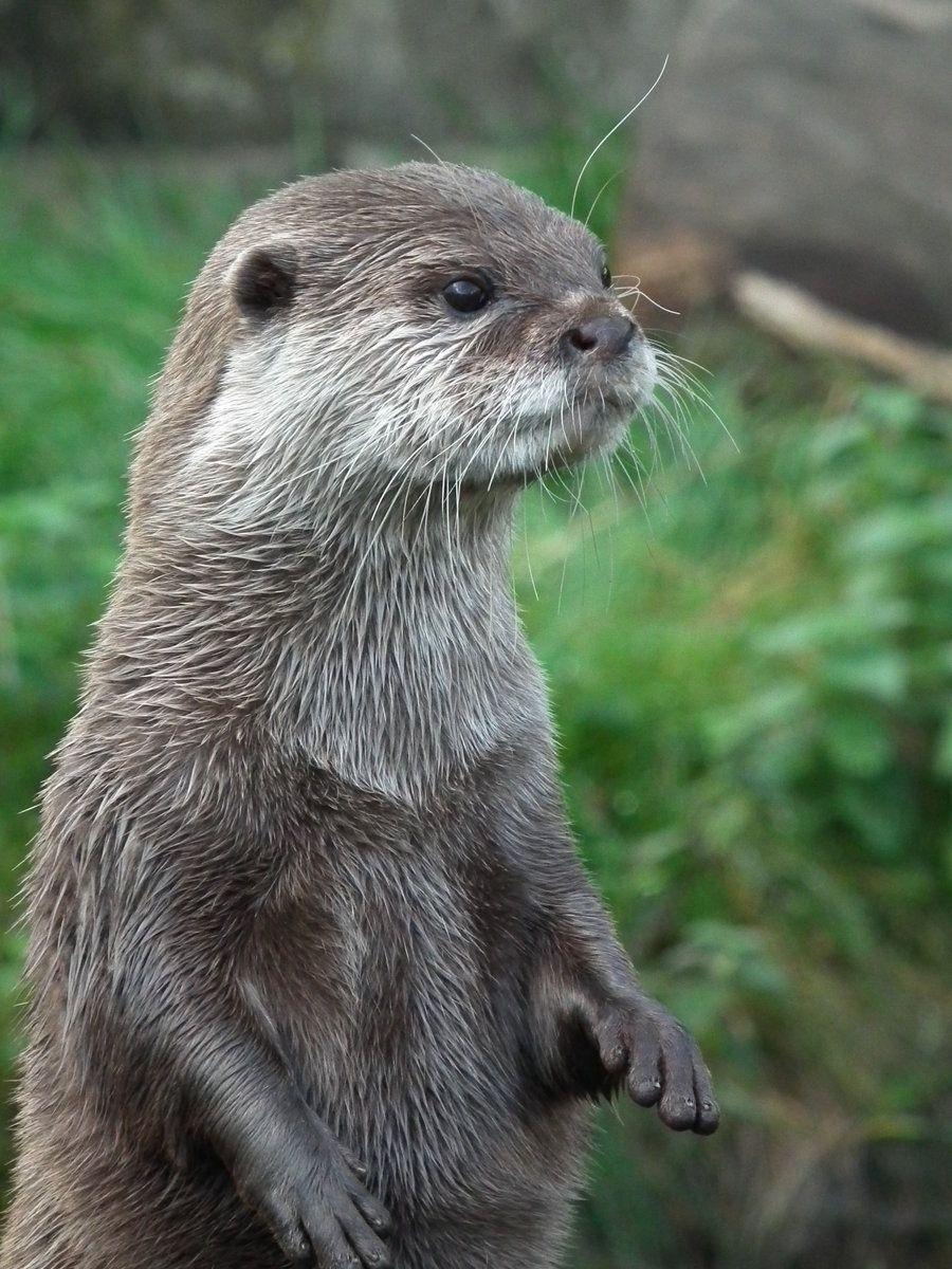 900x1200 Free download Cute Otter by NinjaLaura [900x1200] for your Desktop, Mobile & Tablet. Explore Cute Otter Wallpaper. Cute Otter Wallpaper, Cute Otter Wallpaper, Otter Wallpaper