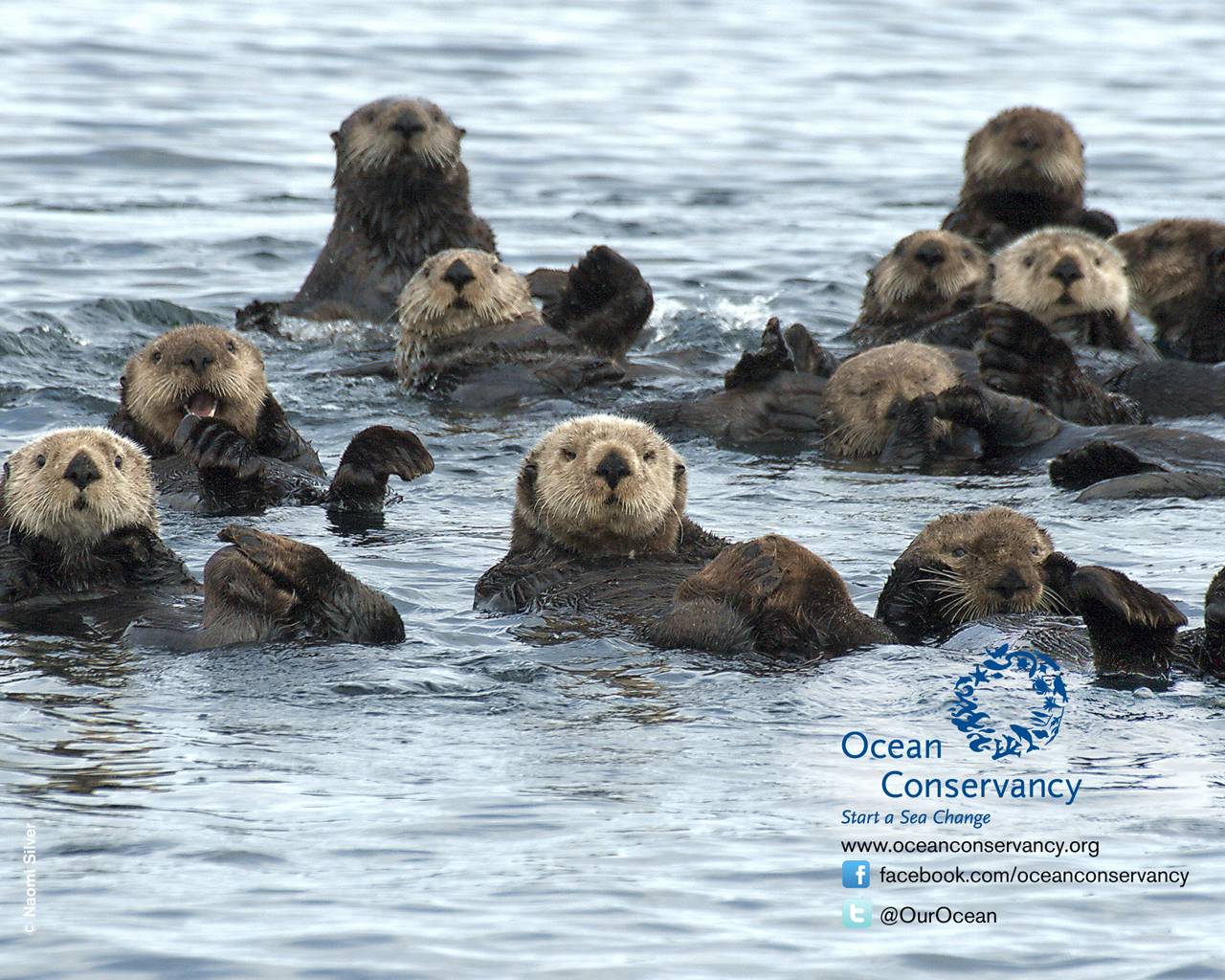 1280x1024 Otter Wallpaper. Harry Potter iPhone Wallpaper, Harry Potter Wallpaper and Funny Harry Potter Wallpaper