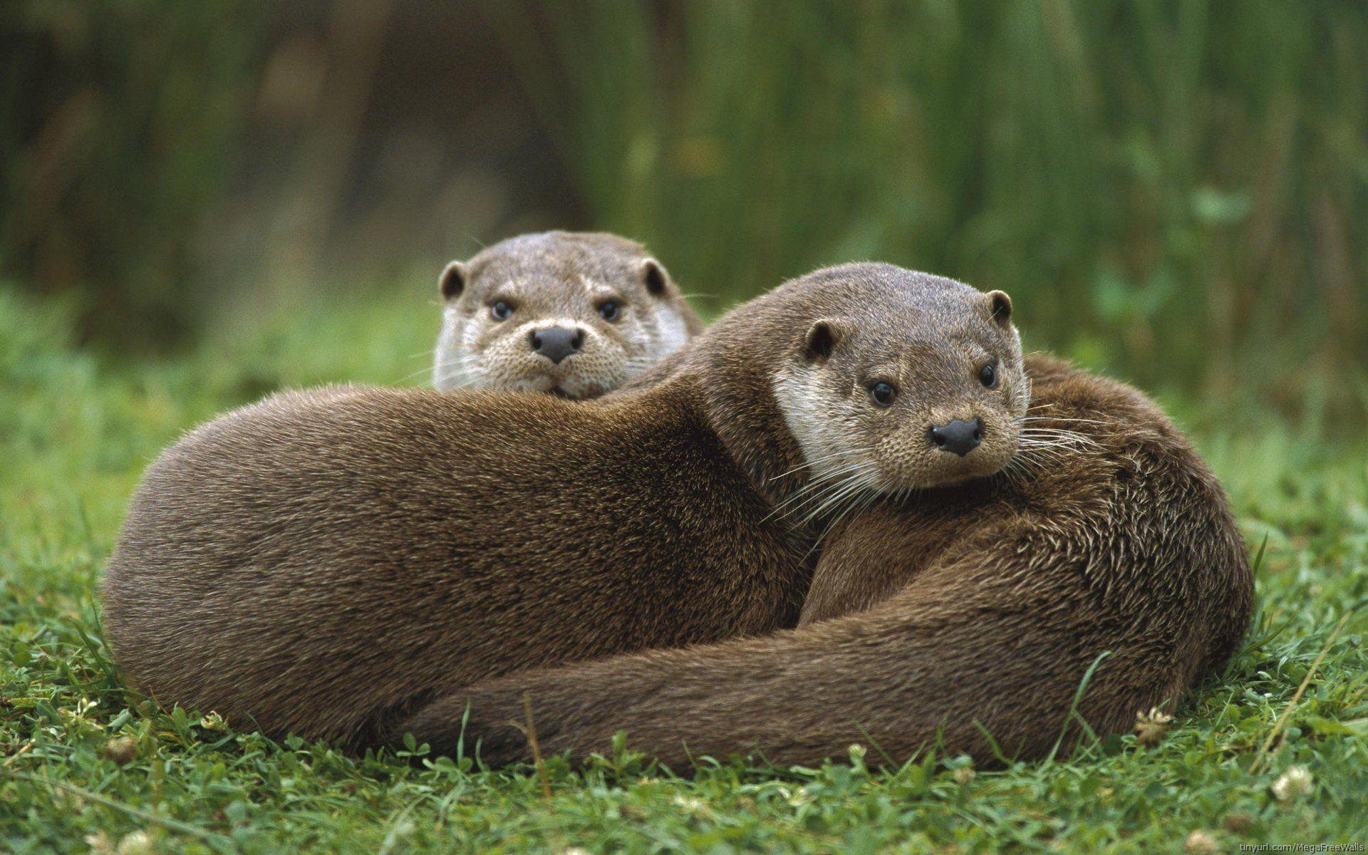 river otter wallpaper