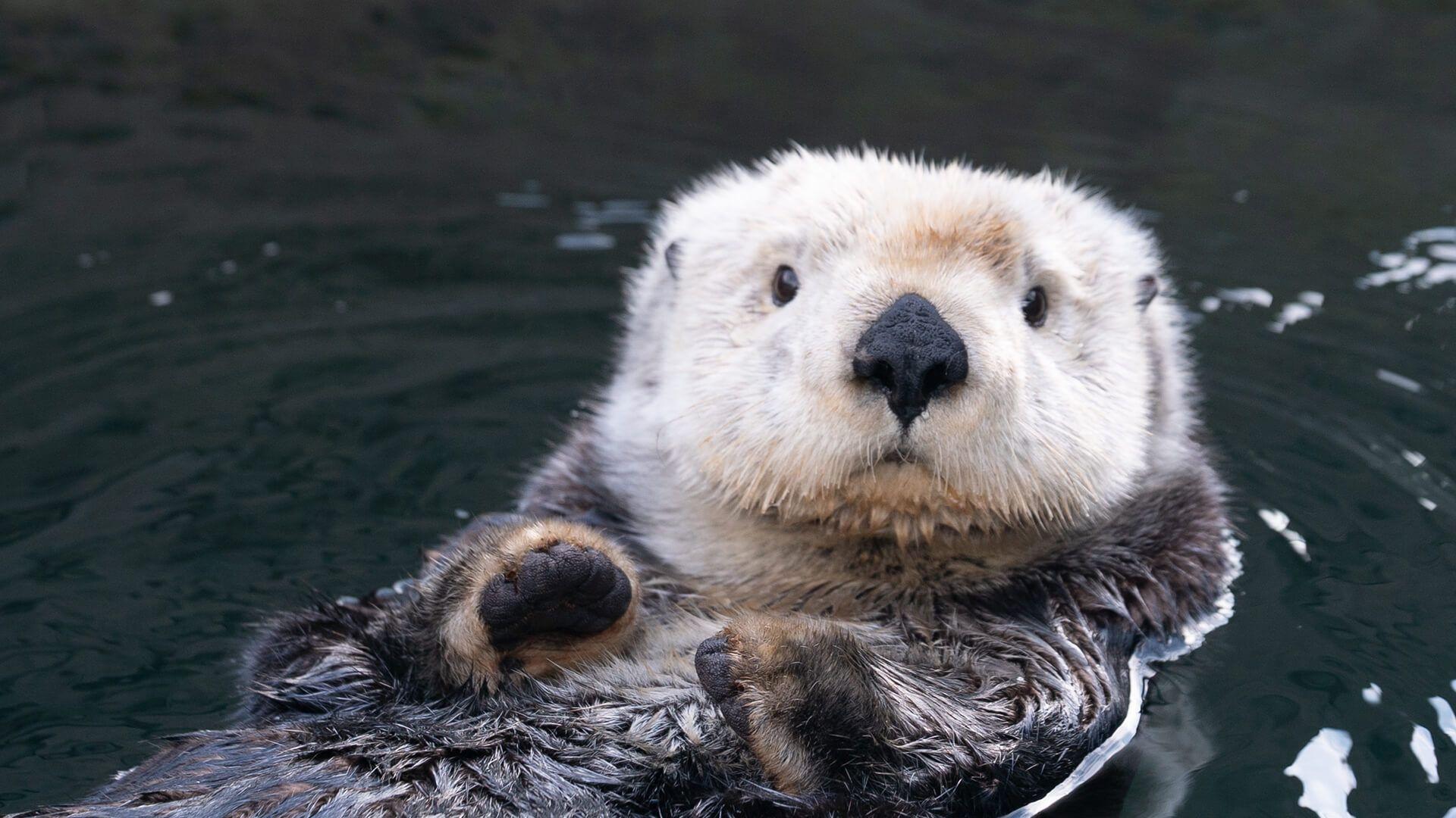 Discover 76+ sea otter wallpaper - in.cdgdbentre