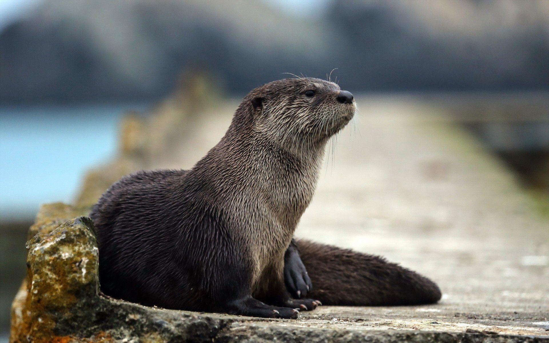 1920x1200 Free download Otters image Otter HD wallpaper and background photo 40461360 [1920x1200] for your Desktop, Mobile & Tablet. Explore Cute Otter Wallpaper. Cute Otter Wallpaper, Cute Otter Wallpaper, Otter Wallpaper