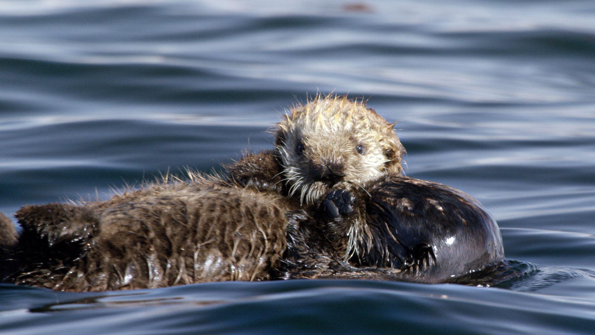 Cute Sea Otter Wallpapers - Top Free Cute Sea Otter Backgrounds