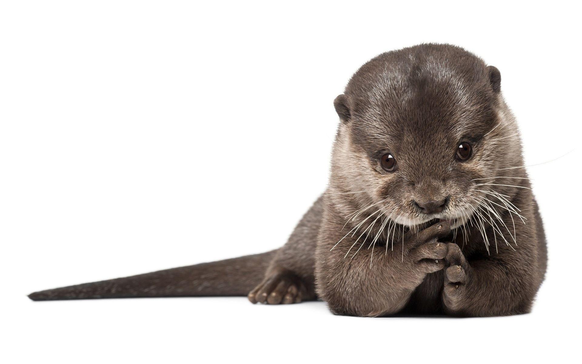 1920x1200 Cute Otter wallpaperx1200