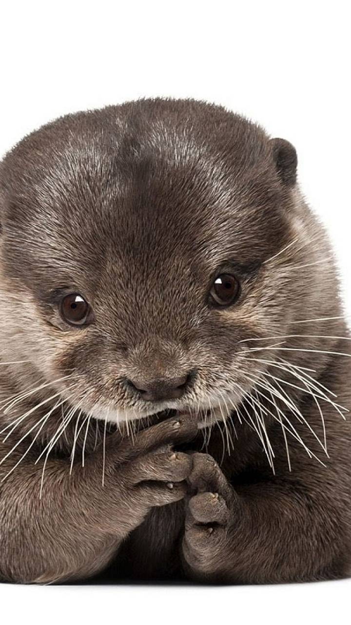 Cute Otters Wallpapers Top Free Cute Otters Backgrounds WallpaperAccess