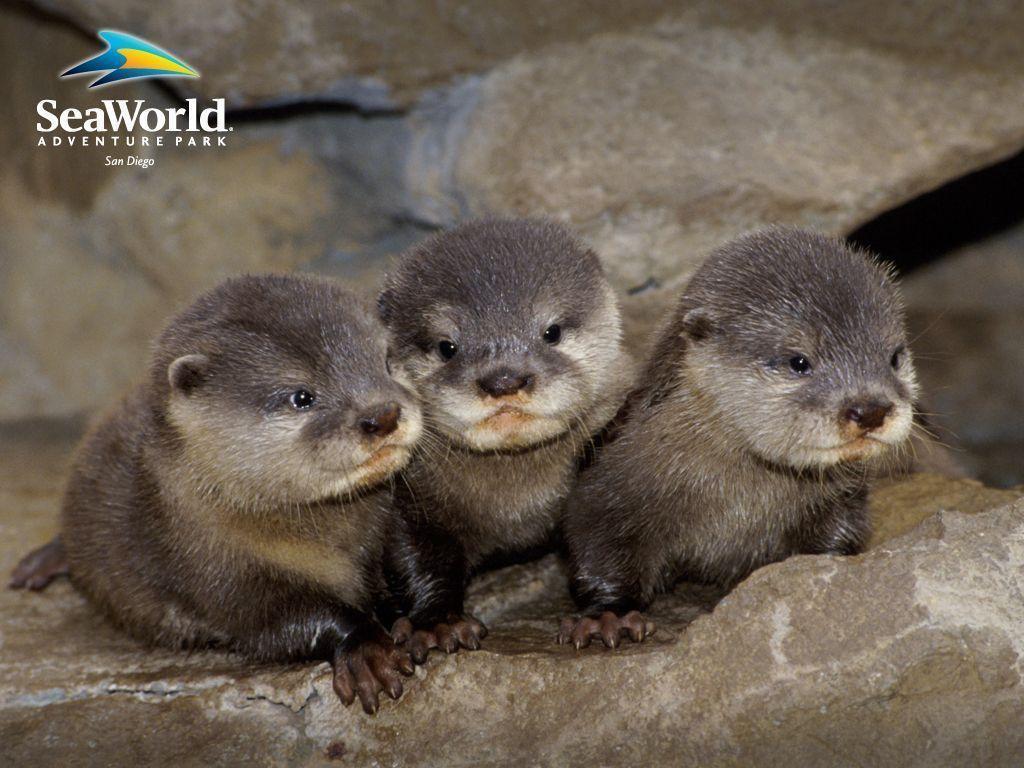 1024x768 Cute Otter Wallpaper