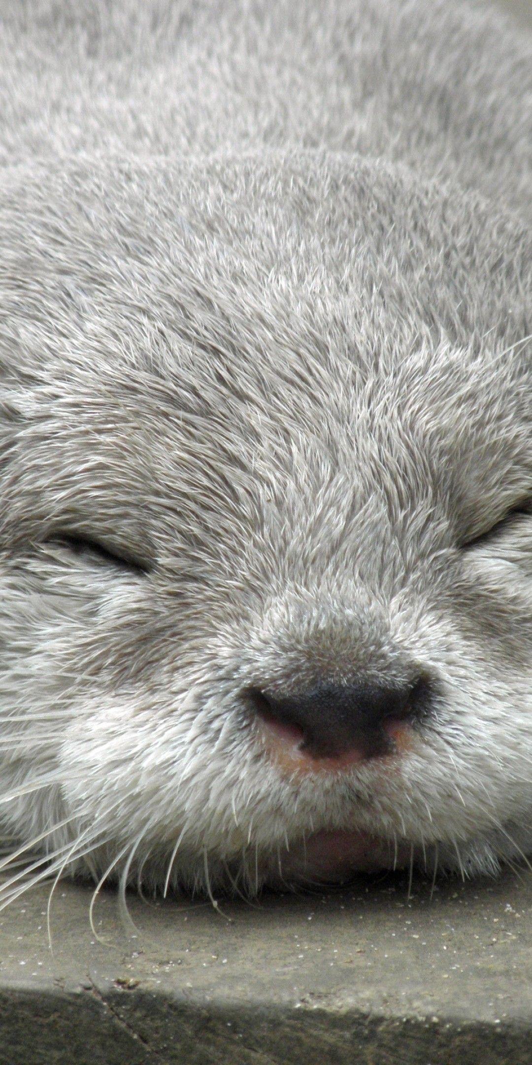1080x2160 Download 1080x2160 Otter, Sleeping, Cute, Muzzle Wallpaper for Huawei Mate 10