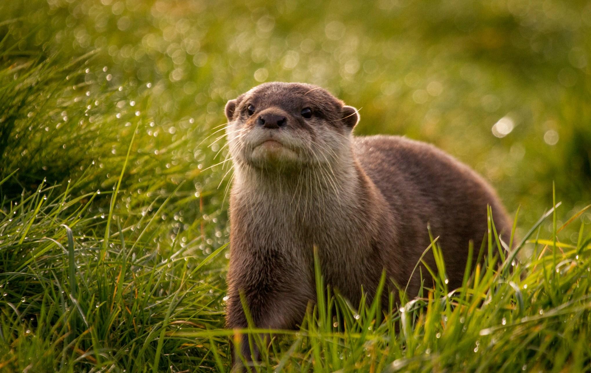 2039x1287 Cute Otter Wallpaper (2039x1287 px)