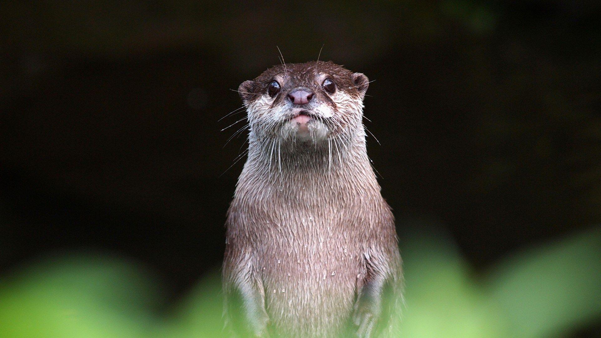 1920x1080 Get Otters
