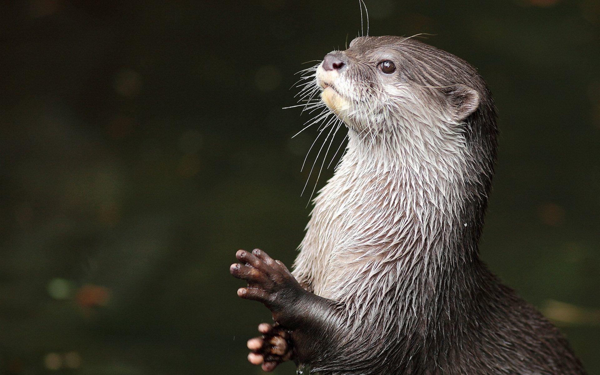 1920x1200 Otter Animal HD Wallpaper 15316 Src Beautiful Otter HD Wallpaper