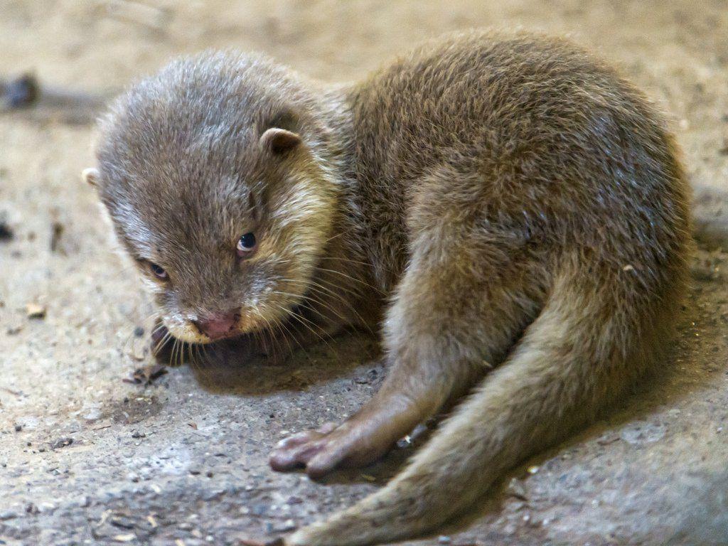 1024x768 Cute Otter Wallpaper