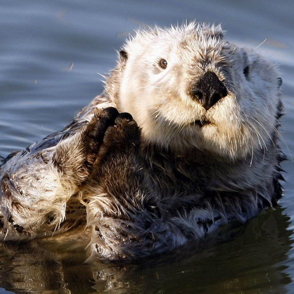 1024x1024 Free download otter wallpaper otter wallpaper otter HD wallpaper otter HD [1024x1024] for your Desktop, Mobile & Tablet. Explore Sea Otter Wallpaper. River Otter Wallpaper