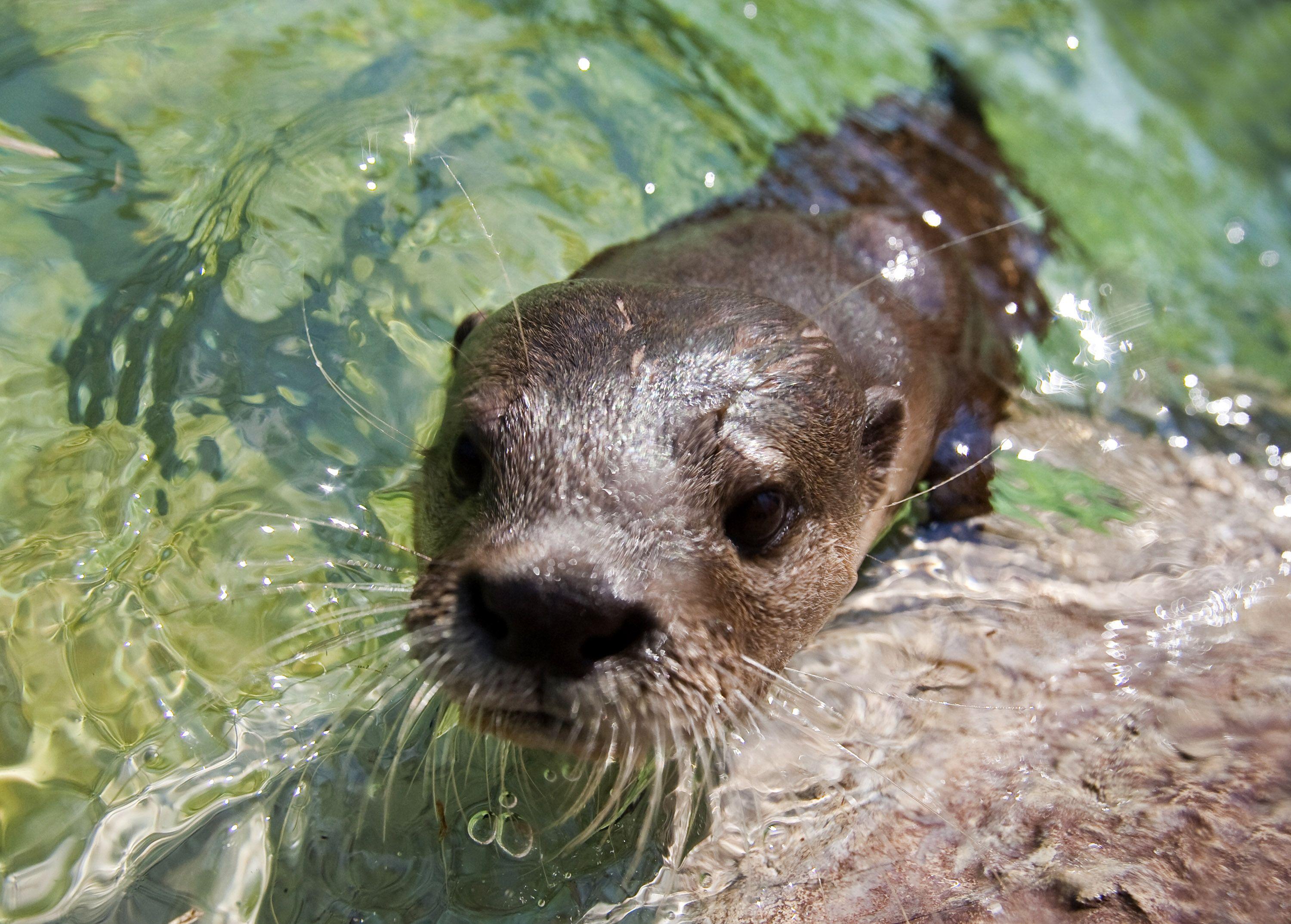 3000x2147 water, animals, otters wallpaper
