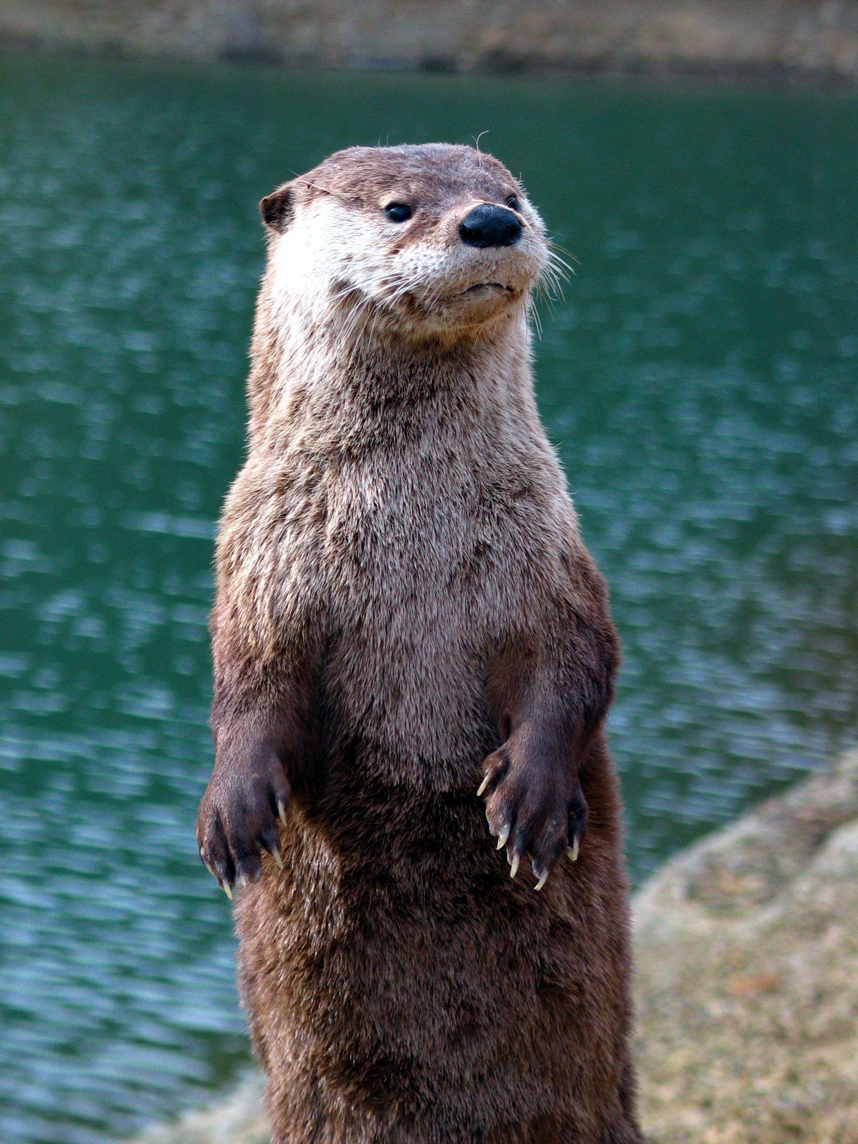 1704x2272 Otter Photo, Brown Otter Photo Image