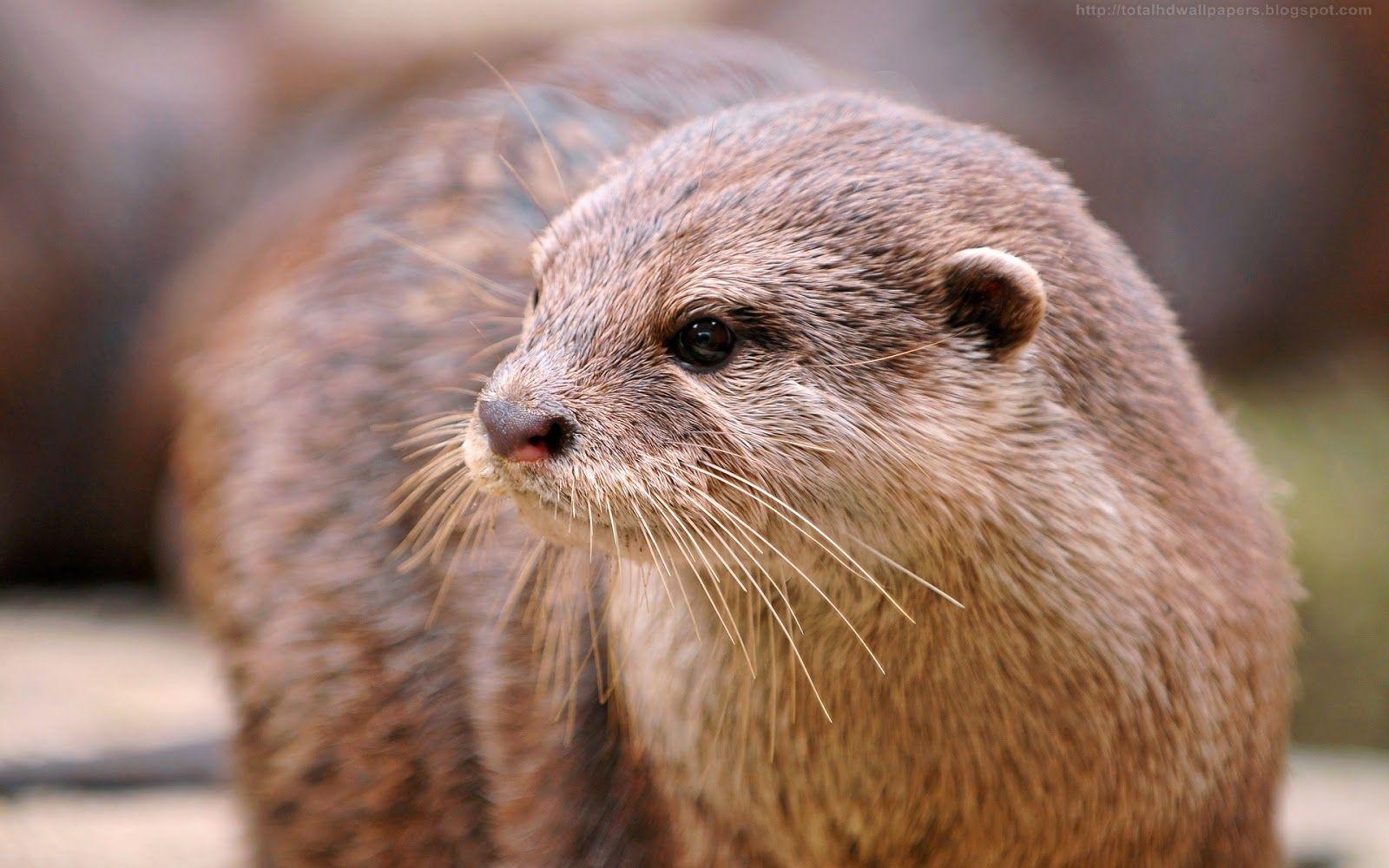1600x1000 Kamal Shah: Brazilian otter HD Wallpaper