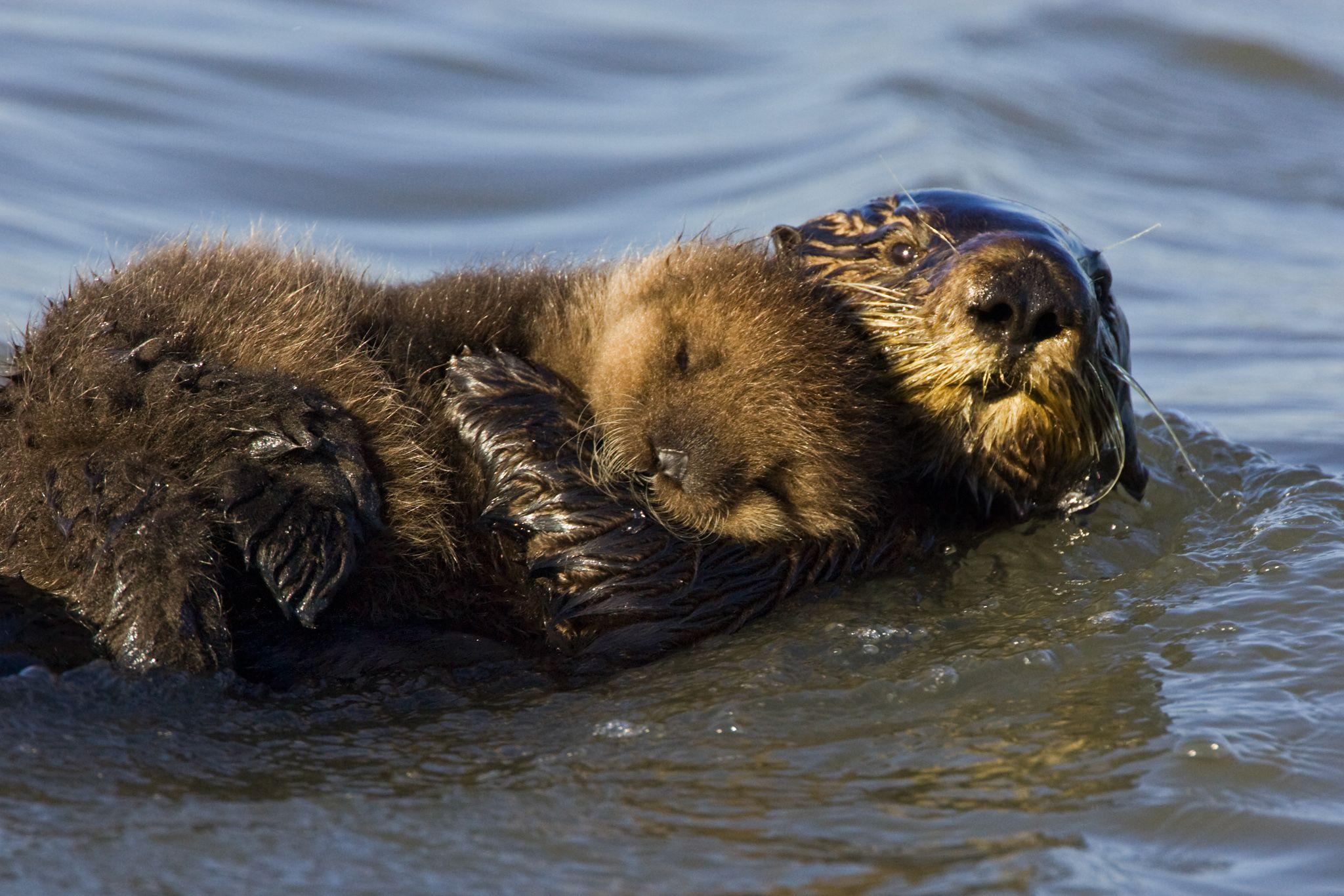 2048x1366 Sea Otter Moms Risk Lives to Raise Babies