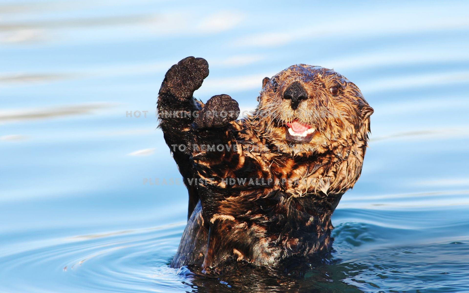 1920x1200 otter water swim cute animal rodents