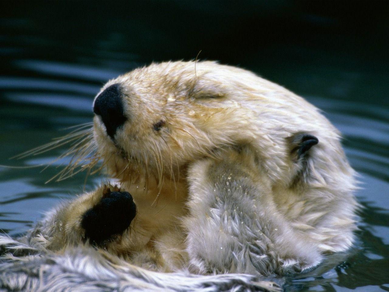 1280x960 Bath Time Wallpaper Other Animals Wallpaper in jpg format for free download