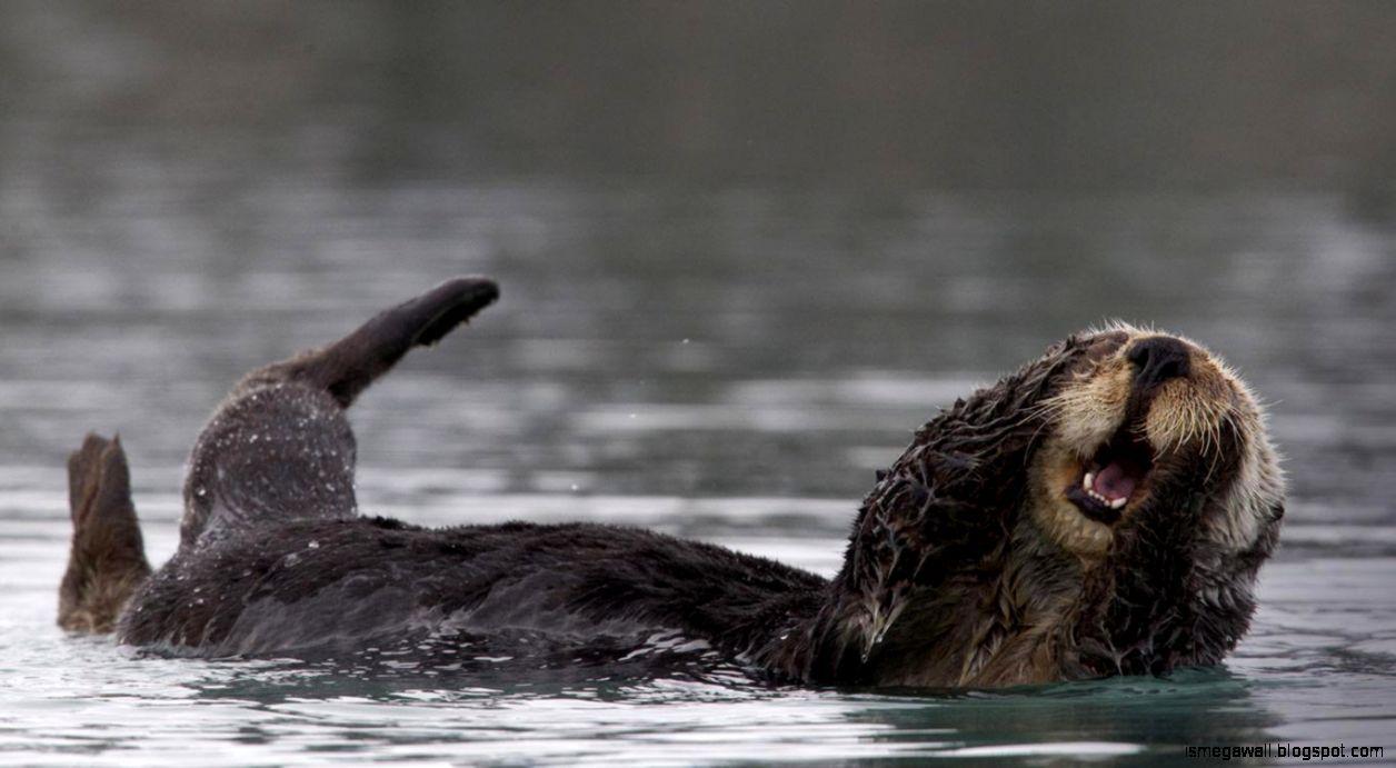 1256x691 Sea Otter HD Wallpaper