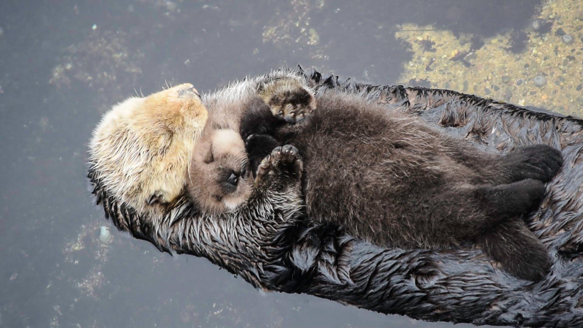 river otter wallpaper