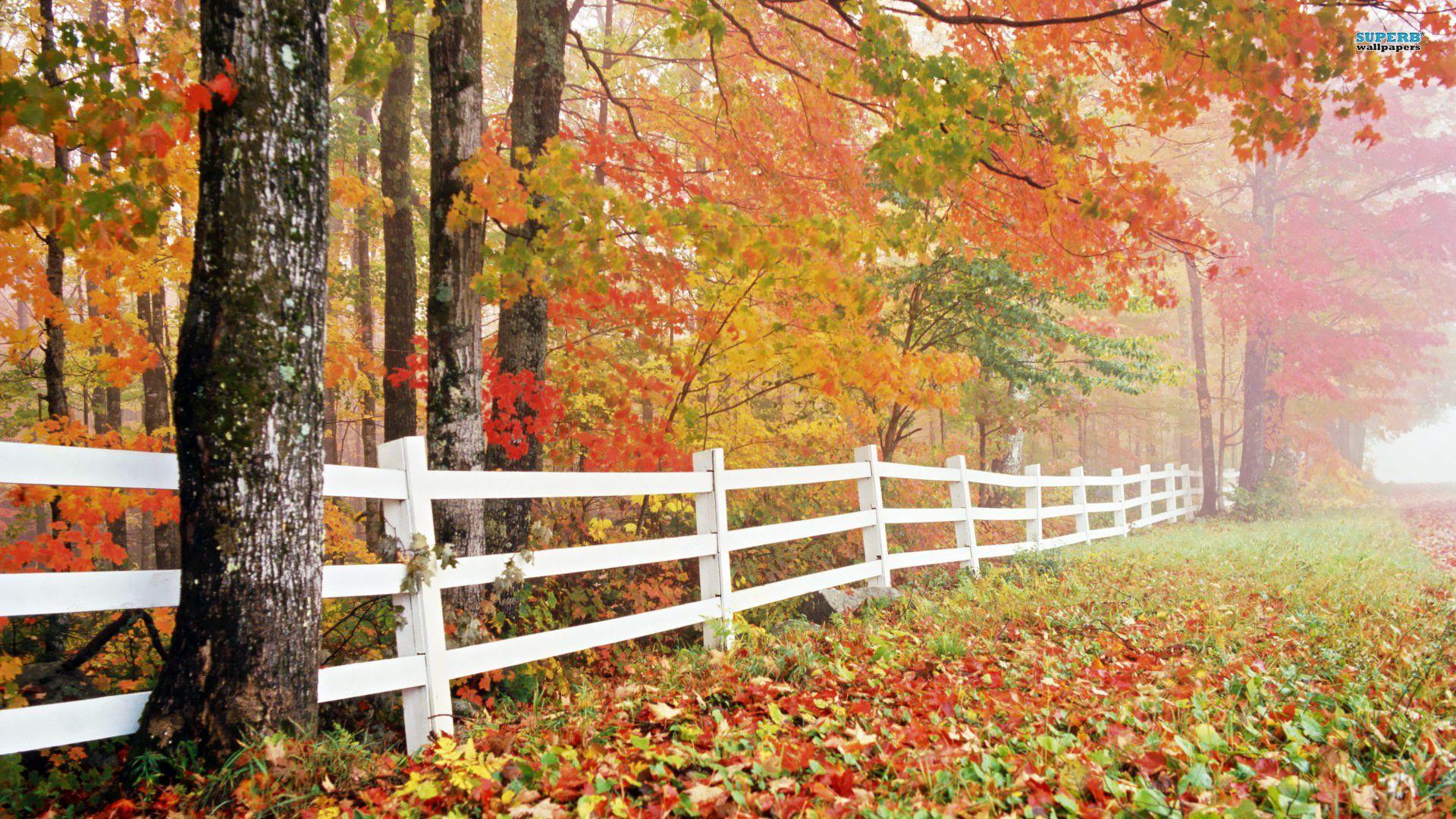 1920x1080 Autumn Wallpaper HD (49)