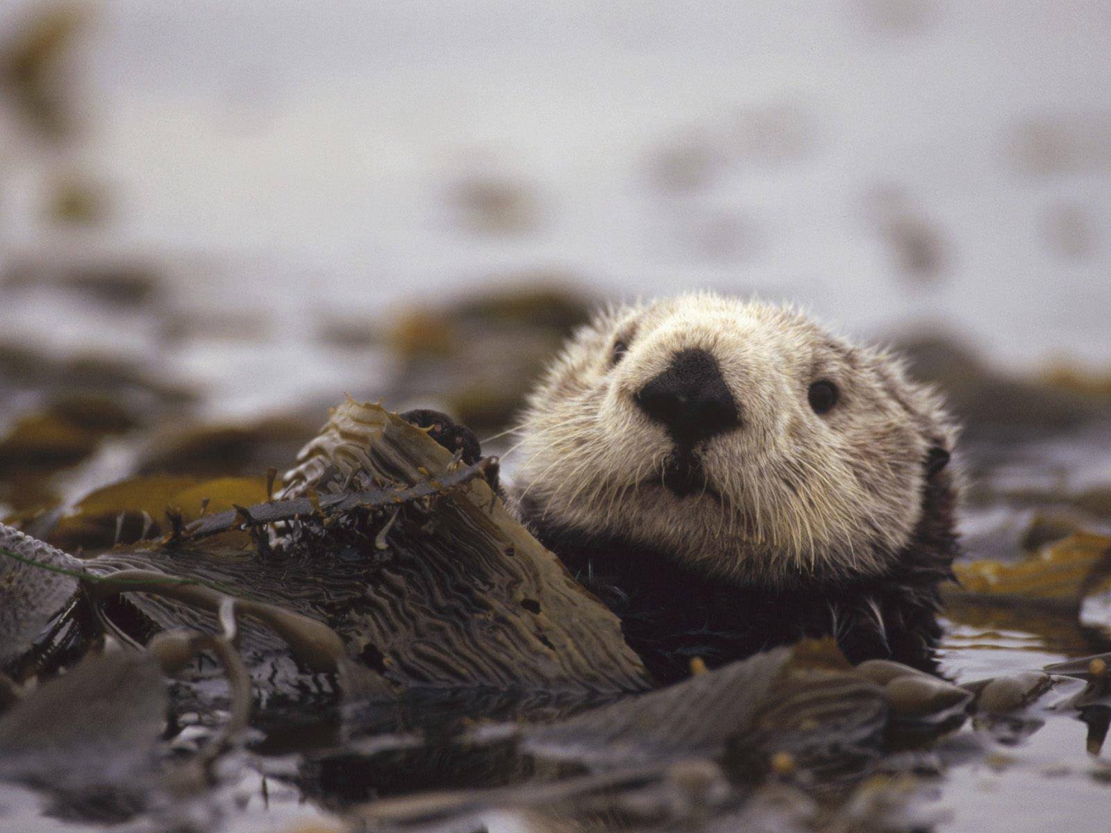 1600x1200 Otter wallpaper HD for desktop background