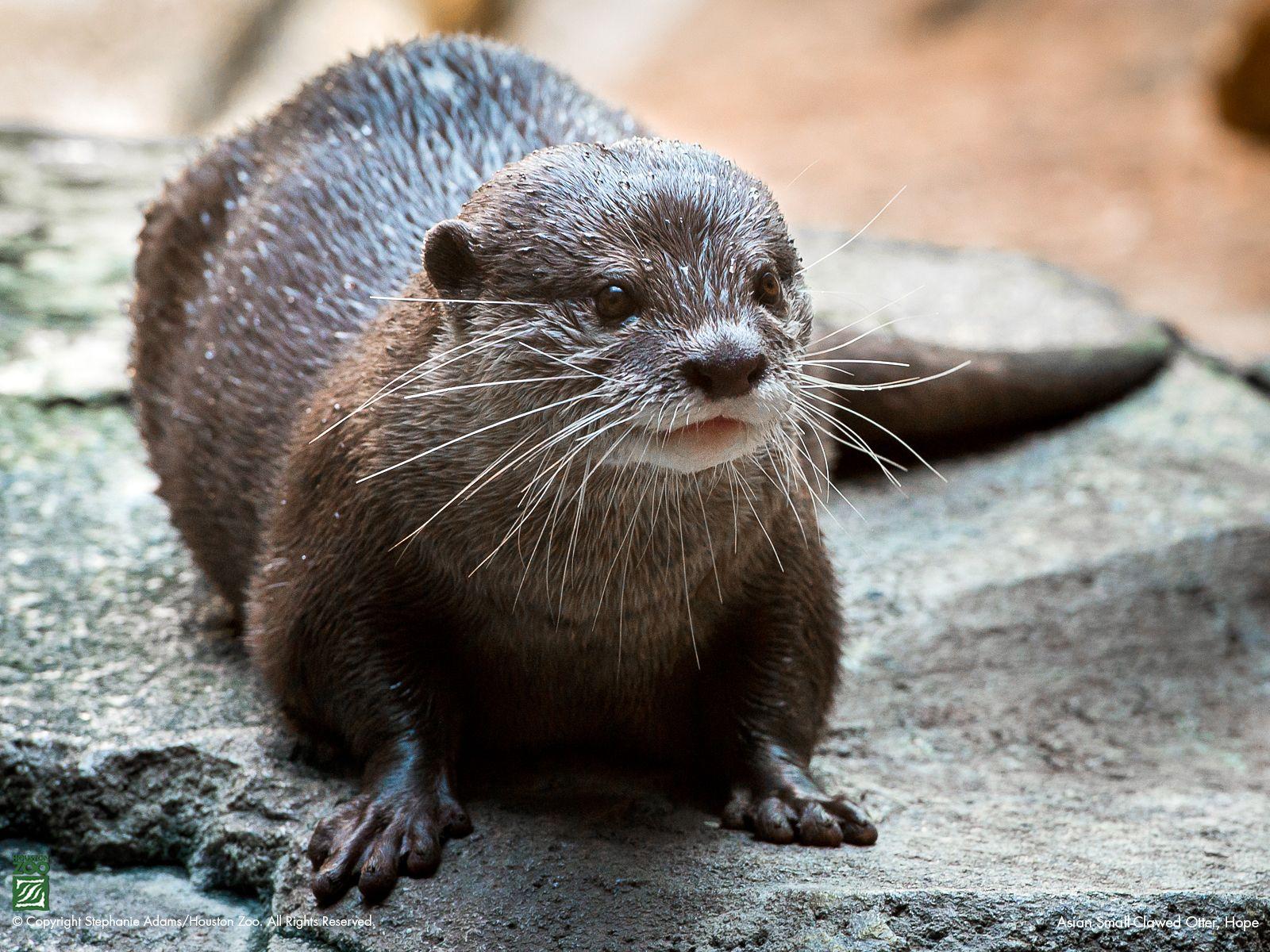 1600x1200 Otter Swimming HD Wallpaper 299 - Sea Otter HD Wallpaper