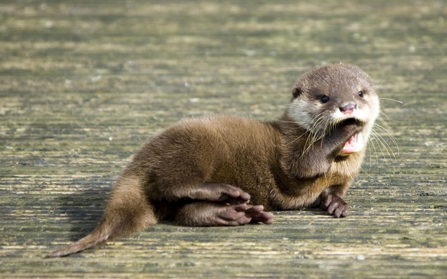 1440x900 Free download Cute Otters HD Wallpaper Background Image [1440x900] for your Desktop, Mobile & Tablet. Explore Cute Otter Wallpaper. Cute Otter Wallpaper, Cute Otter Wallpaper, Otter Wallpaper