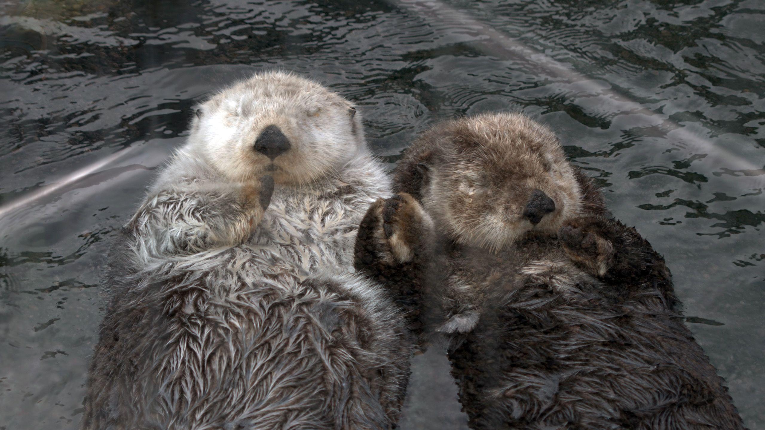 2560x1440 Awesome Sea Otter HD Desktop Wallpaper, Instagram photo, Background Image. Sea otter, Otters, Deer wallpaper