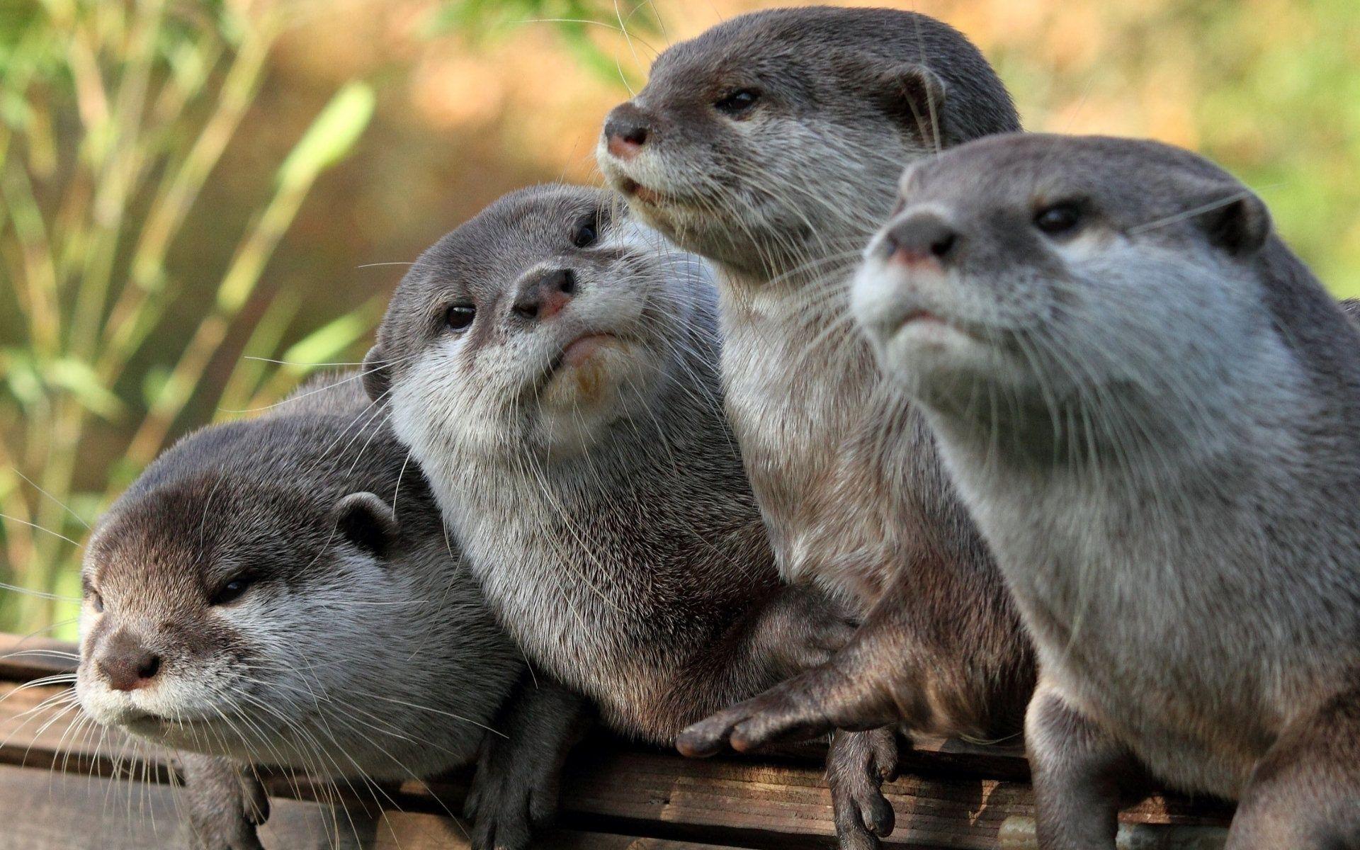 1920x1200 Free download Otter Wallpaper HD 15327 1920x1200 uMadcom [1920x1200] for your Desktop, Mobile & Tablet. Explore Otter Wallpaper. Sea Otter Wallpaper, River Otter Wallpaper, Baby Otter Wallpaper