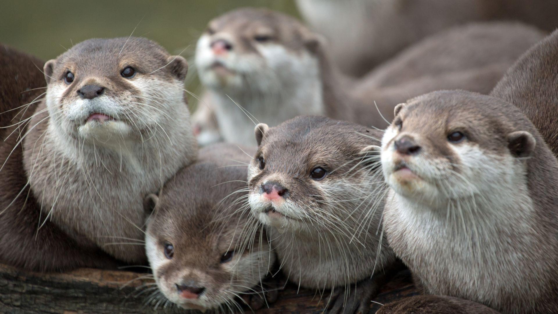 1920x1080 otters, animals, family 1080P Laptop Full HD Wallpaper, HD Animals 4K Wallpaper, Image, Photo and Background