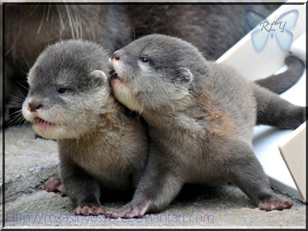 1032x774 Baby Otter Wallpaper