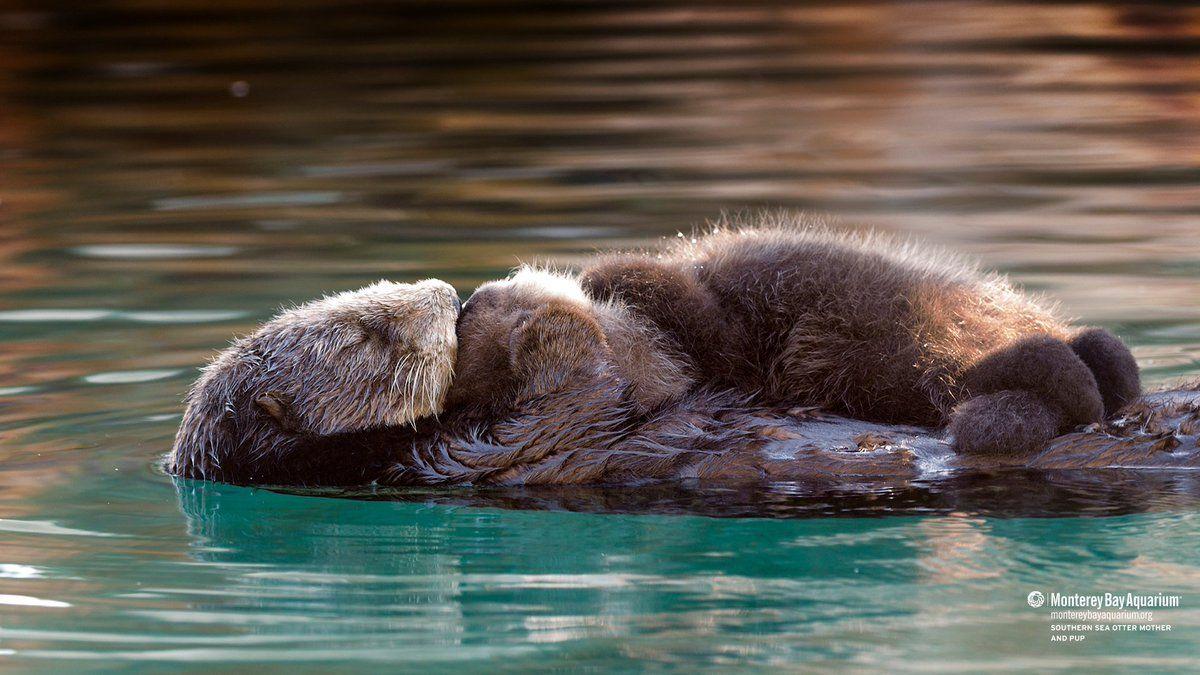 1200x675 Monterey Bay Aquarium you're looking for some custom Zoom background, we've got a buncha wallpaper that otter do the trick