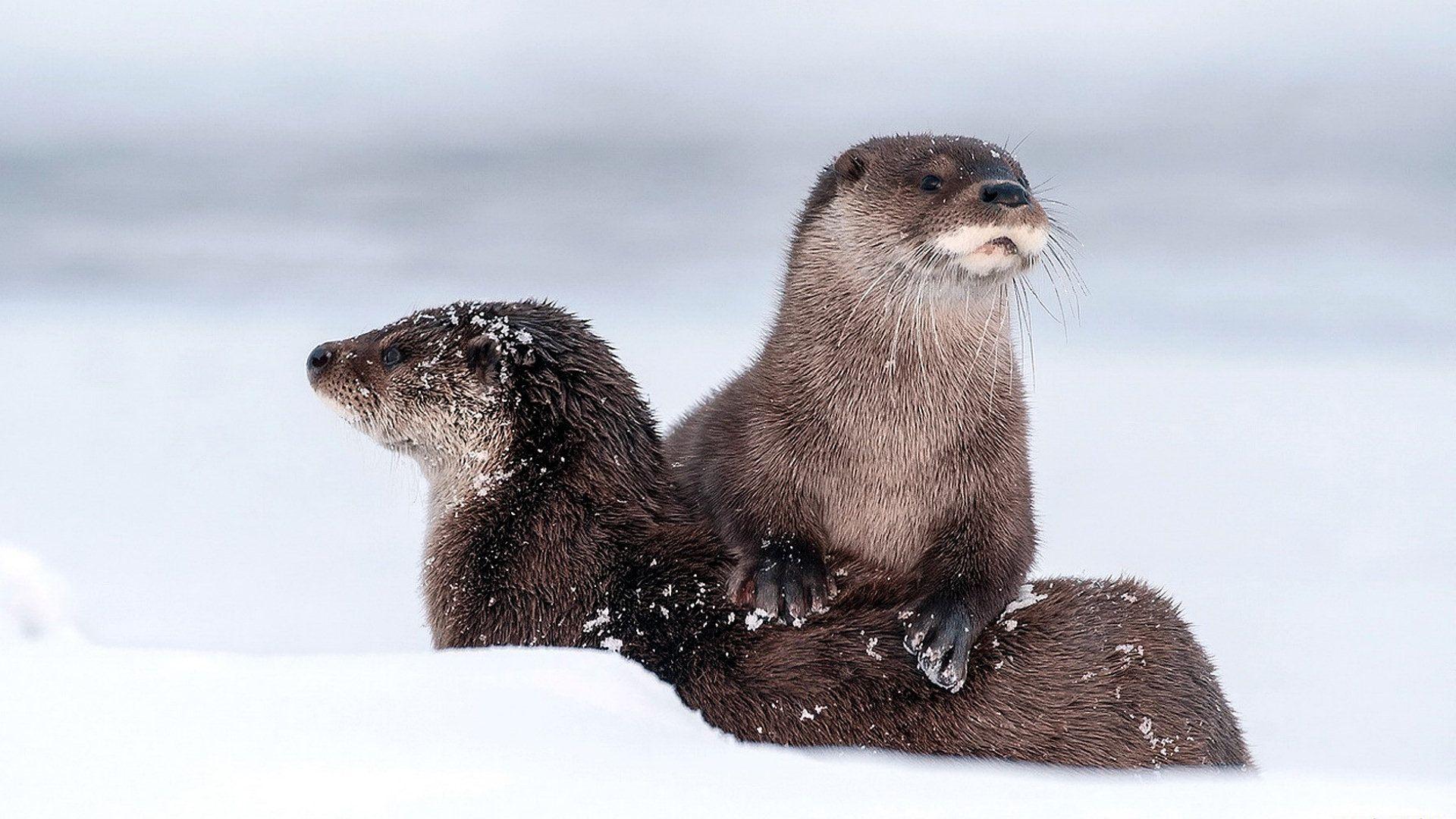 1920x1080 Cute Otter Wallpaper Desktop #h782856. Animals HD Wallpaper