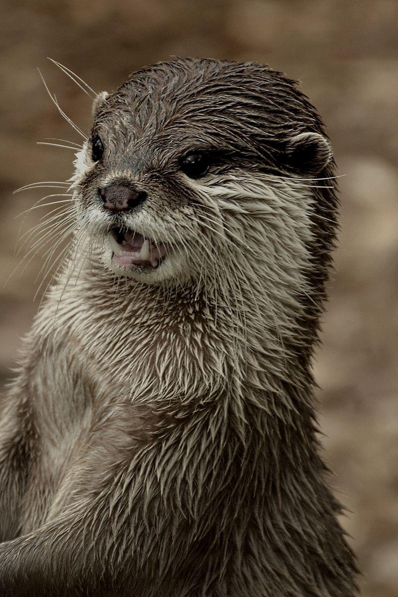 800x1200 Download Wallpaper 800x1200 Otter, Face, Wet, Teeth Iphone 4s 4 For Parallax HD Background