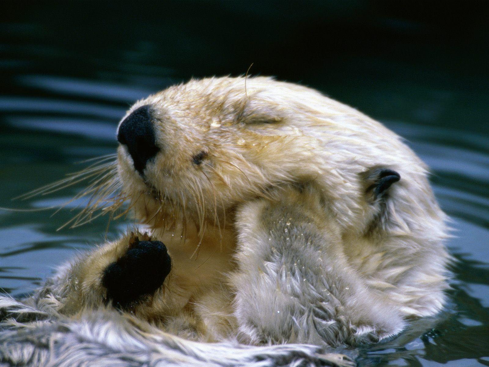 1600x1200 water, animals, otters wallpaper