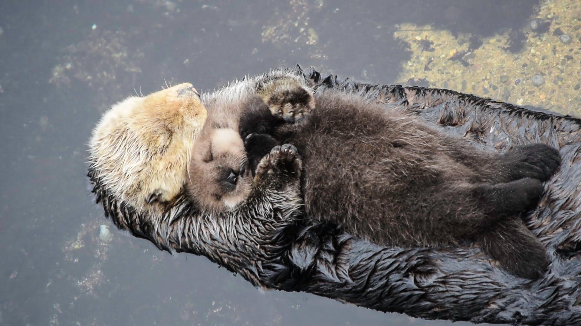 1920x1080 Most viewed Otter wallpaperK Wallpaper