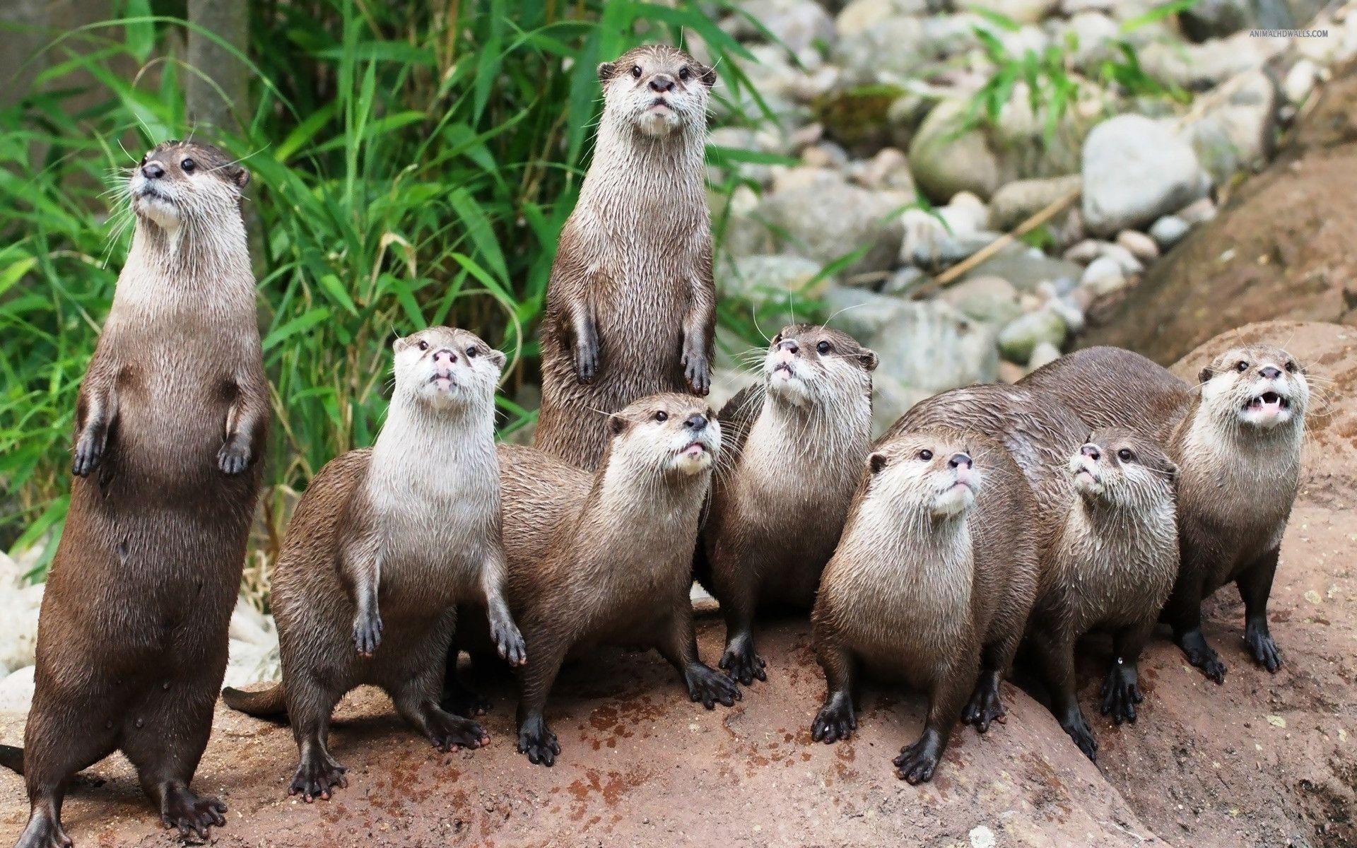 1920x1200 Cute Otter Wallpaper, 0.52 Mb