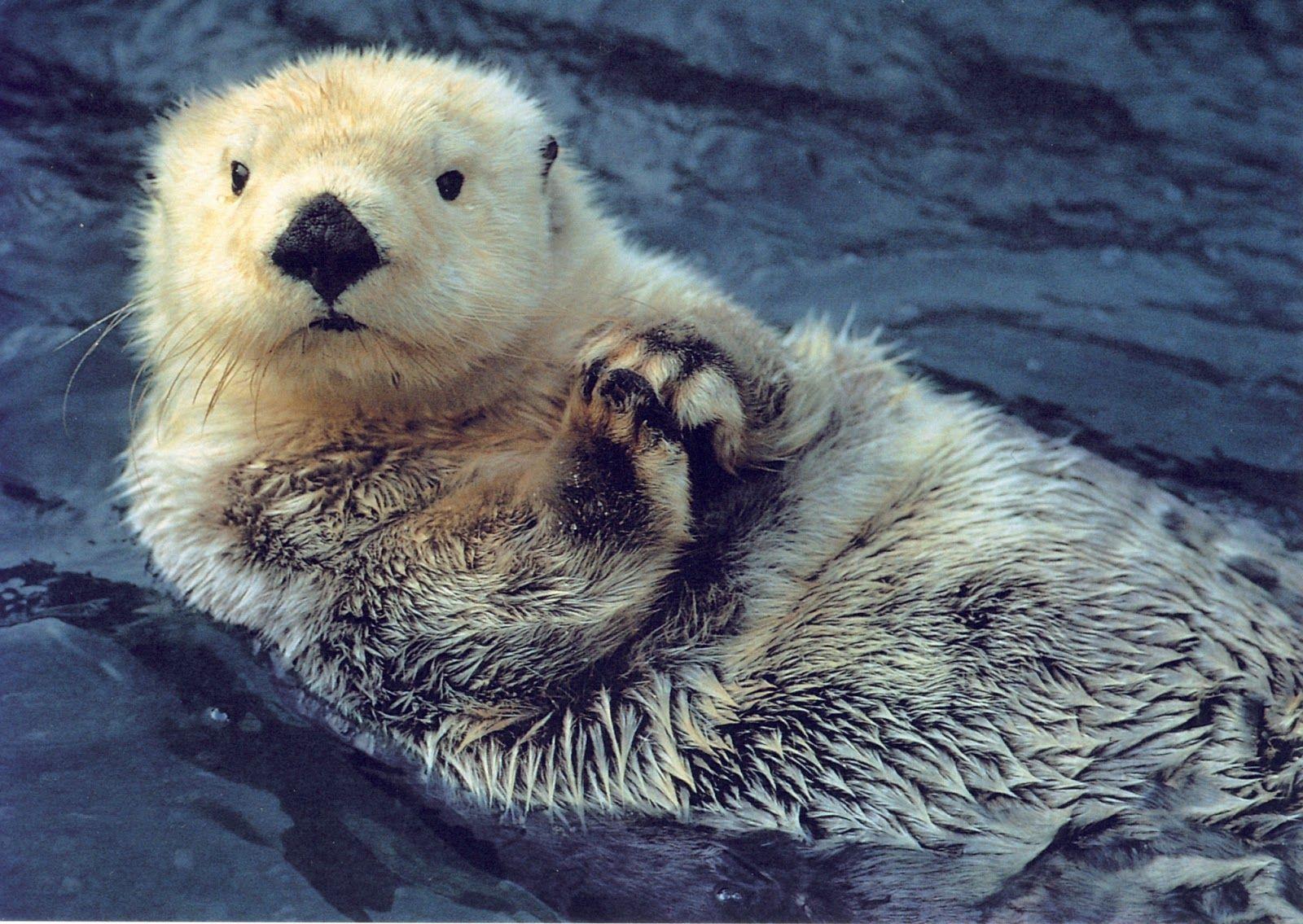 1600x1135 Uk Hot Celeberties: Sea Otter Desktop HD Wallpaper
